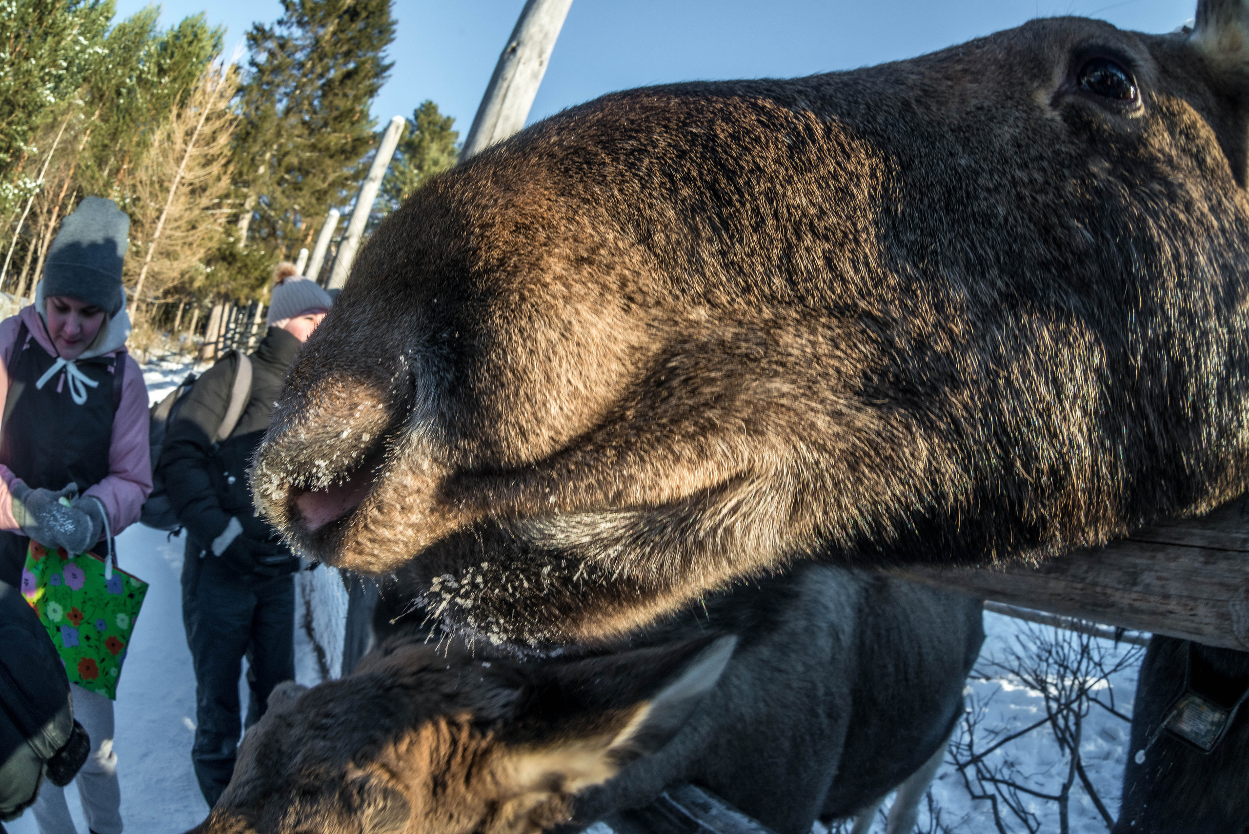 Парк Зюраткуль — Ледяной фонтан, Сохатка и хребет Москаль. Свадебный фотограф на Урале Виктор Соколов