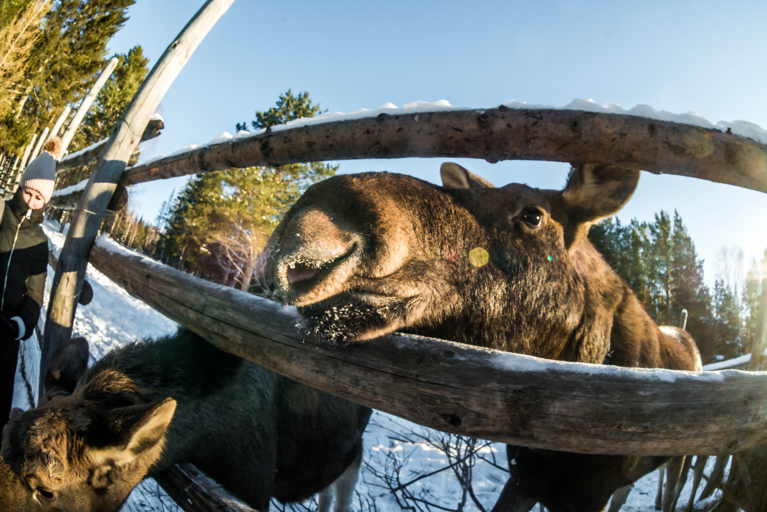 Парк Зюраткуль — Ледяной фонтан, Сохатка и хребет Москаль. Свадебный фотограф на Урале Виктор Соколов