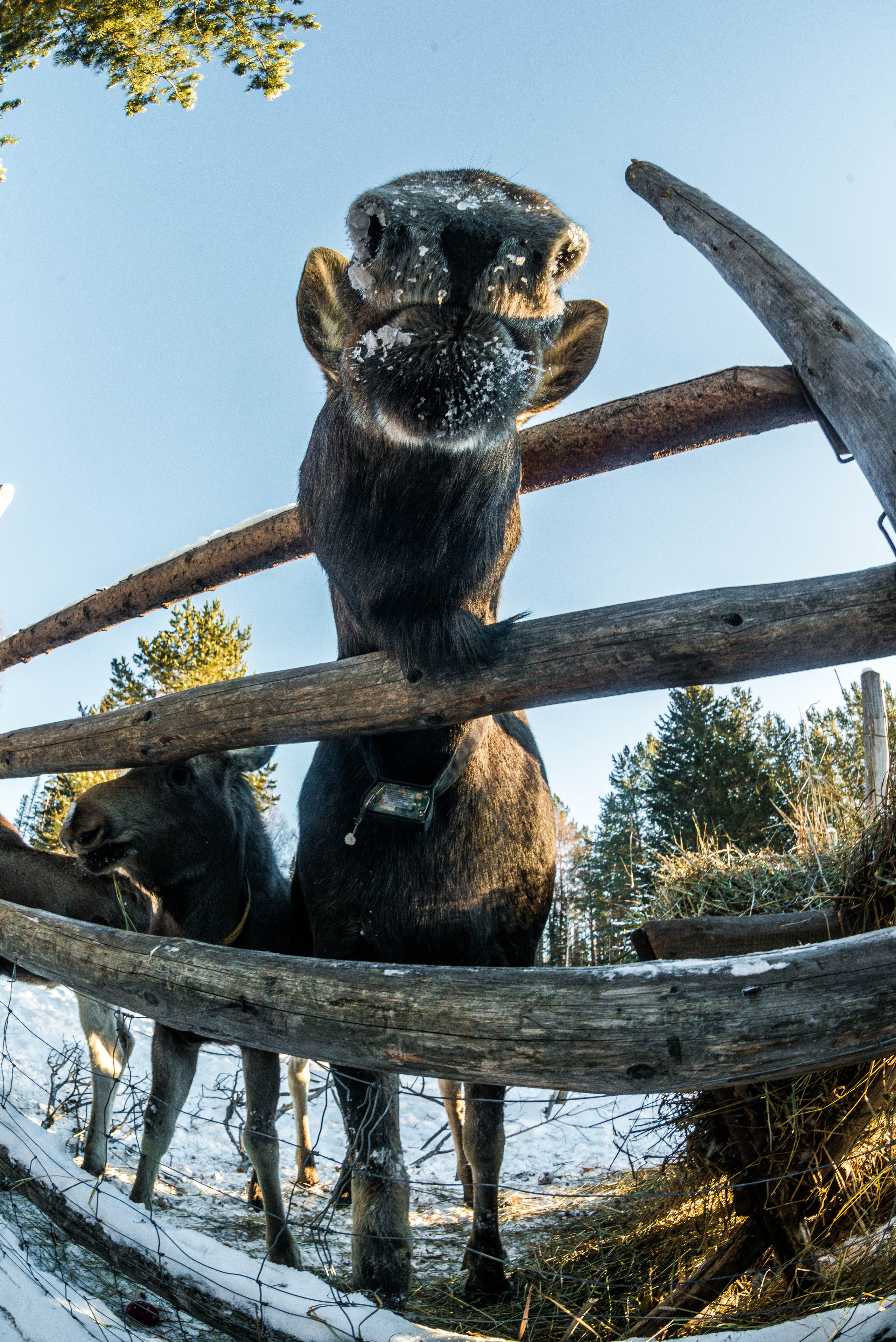 Парк Зюраткуль — Ледяной фонтан, Сохатка и хребет Москаль. Свадебный фотограф на Урале Виктор Соколов