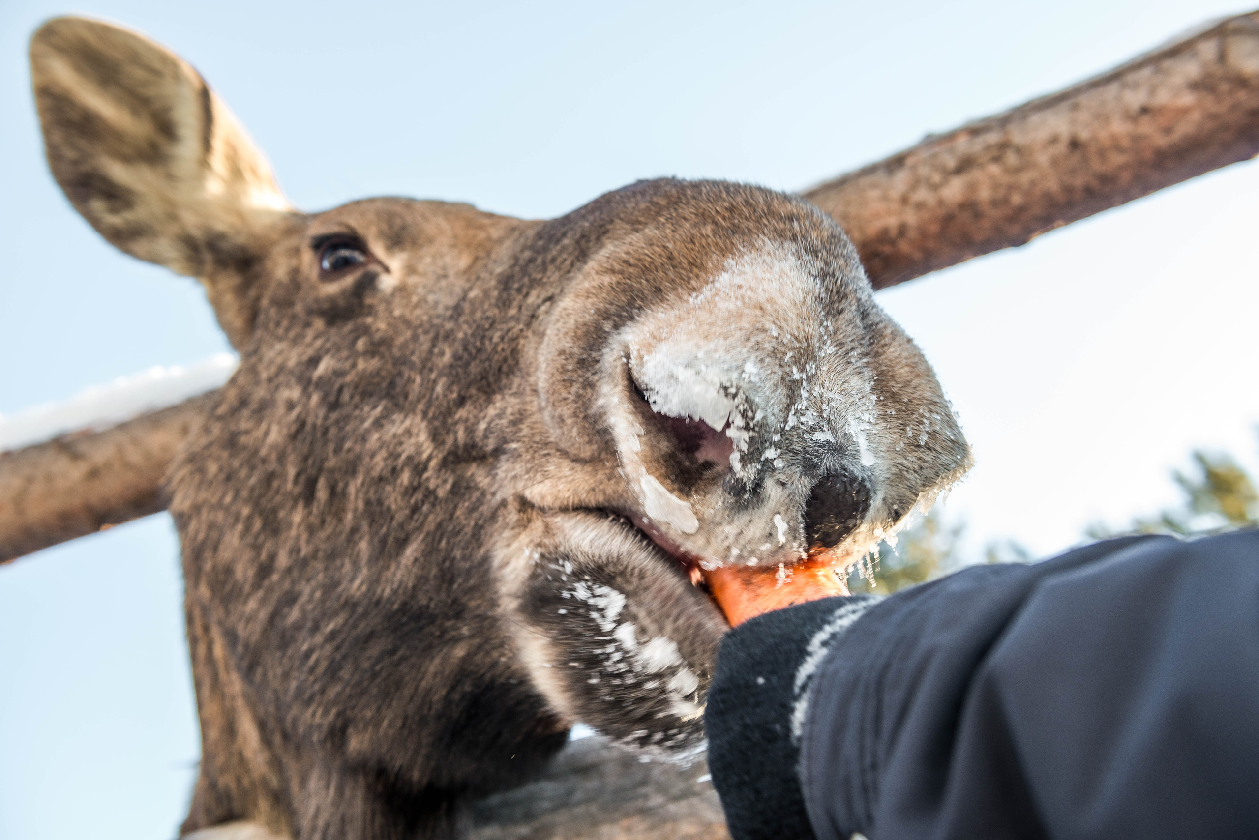 Парк Зюраткуль — Ледяной фонтан, Сохатка и хребет Москаль. Свадебный фотограф на Урале Виктор Соколов