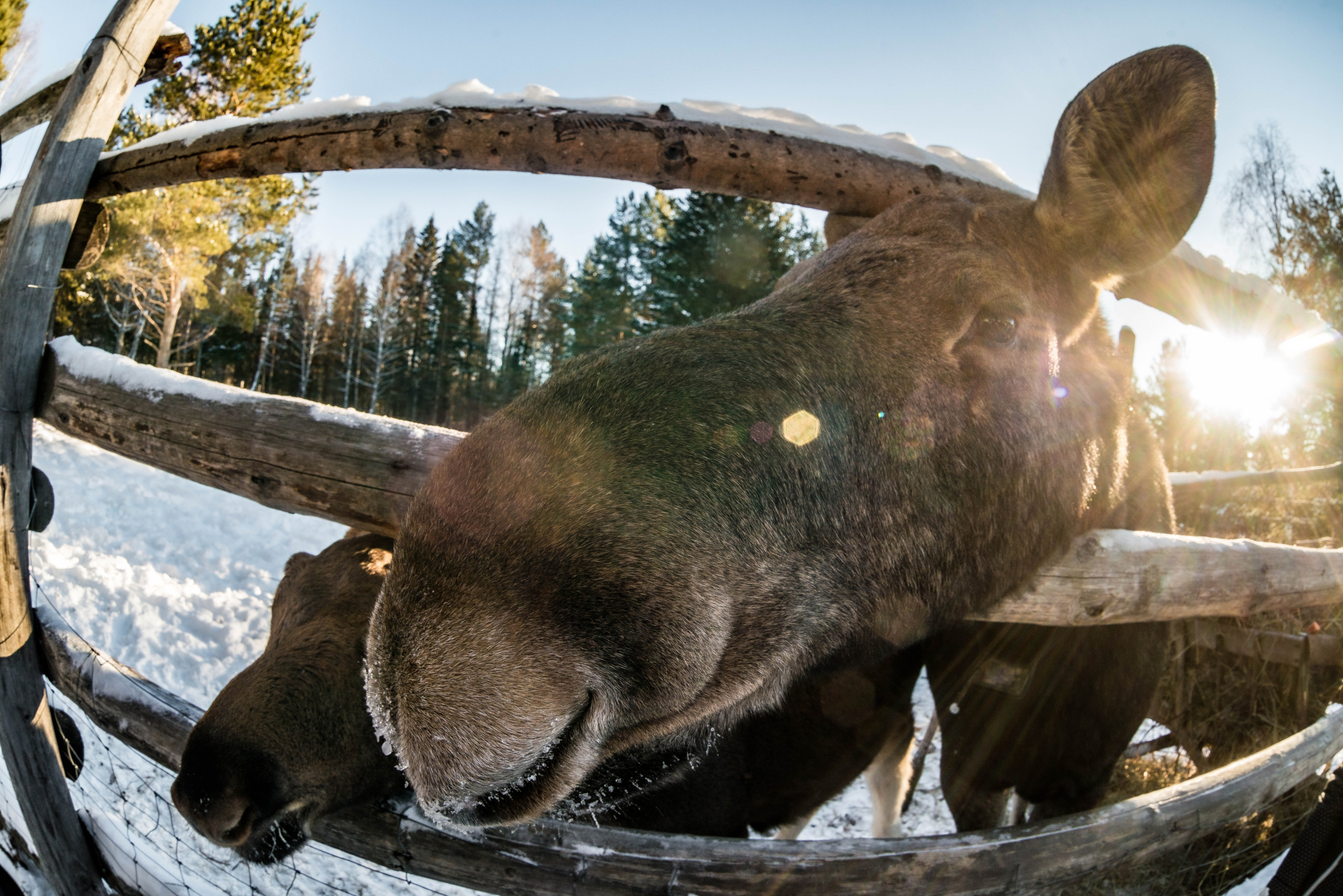 Парк Зюраткуль — Ледяной фонтан, Сохатка и хребет Москаль. Свадебный фотограф на Урале Виктор Соколов