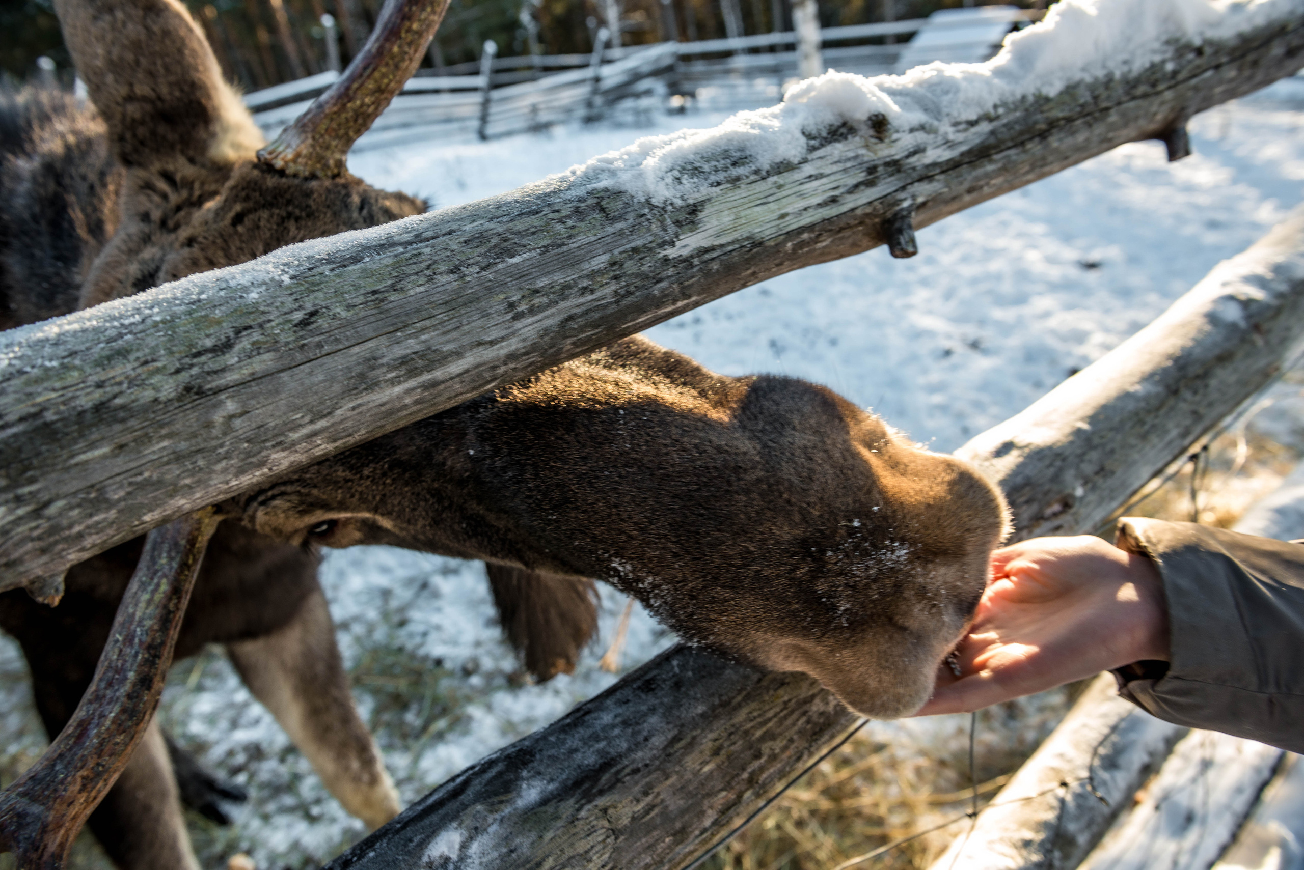 Парк Зюраткуль — Ледяной фонтан, Сохатка и хребет Москаль. Свадебный фотограф на Урале Виктор Соколов