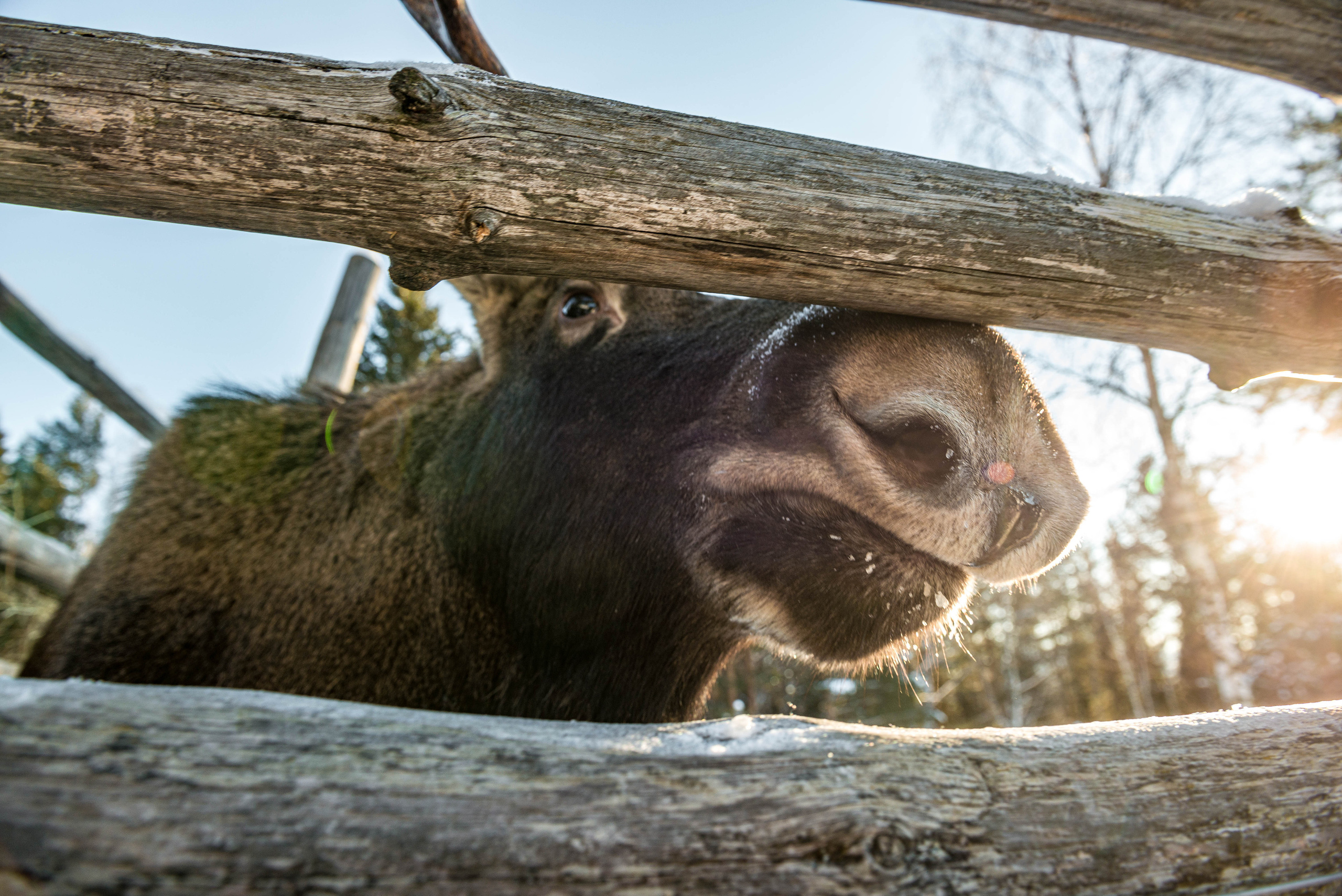Парк Зюраткуль — Ледяной фонтан, Сохатка и хребет Москаль. Свадебный фотограф на Урале Виктор Соколов