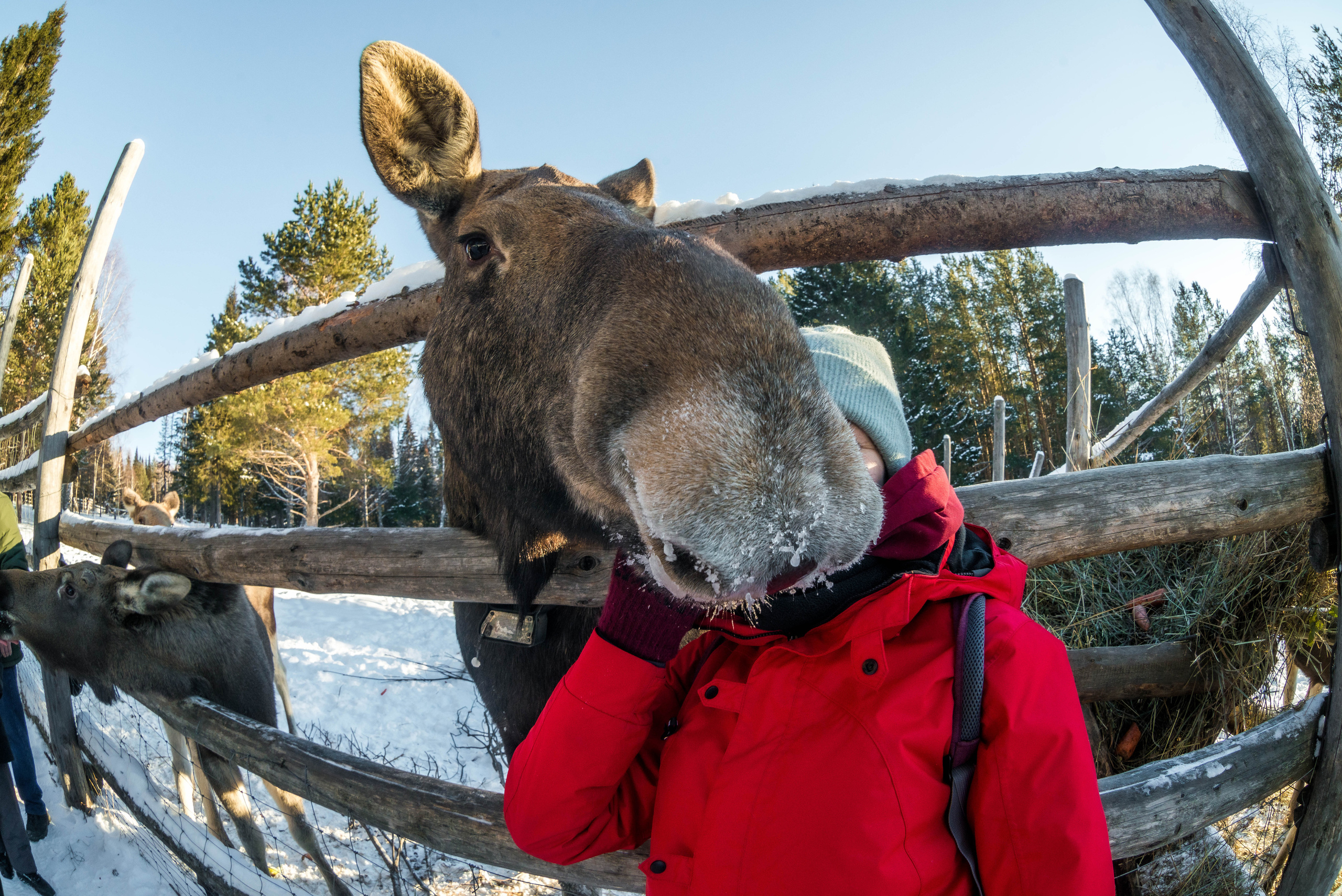 Парк Зюраткуль — Ледяной фонтан, Сохатка и хребет Москаль. Свадебный фотограф на Урале Виктор Соколов