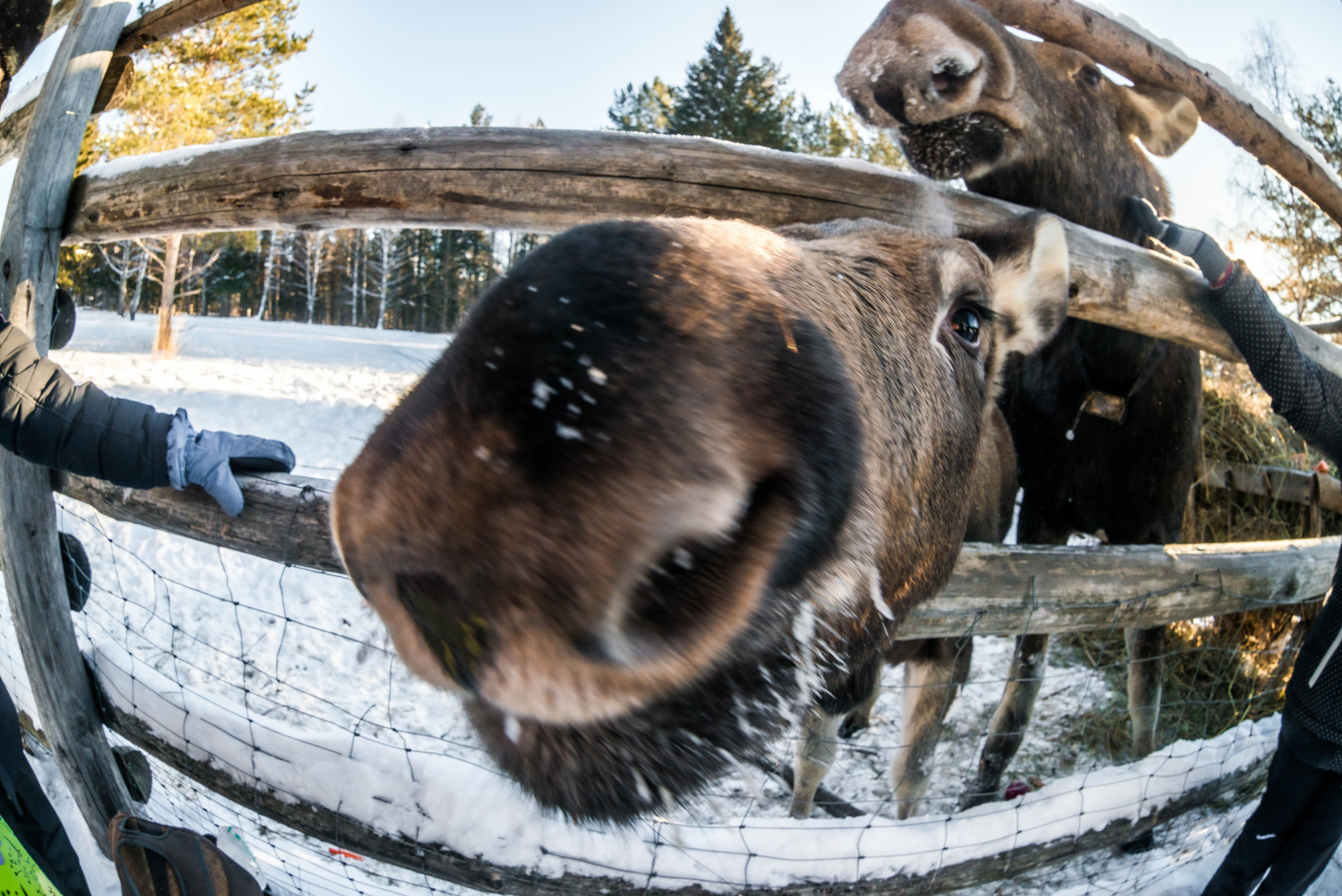 Парк Зюраткуль — Ледяной фонтан, Сохатка и хребет Москаль. Свадебный фотограф на Урале Виктор Соколов
