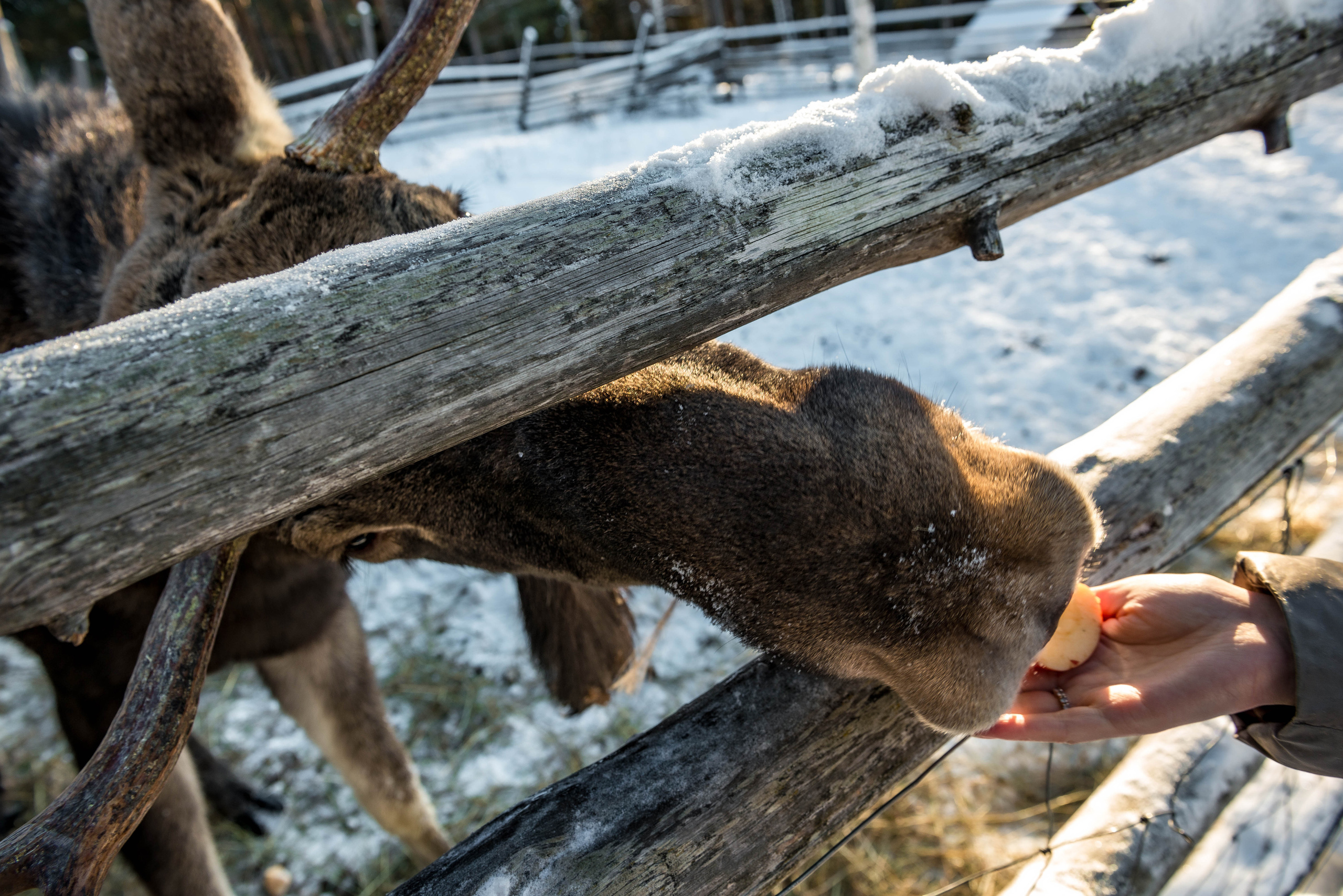 Парк Зюраткуль — Ледяной фонтан, Сохатка и хребет Москаль. Свадебный фотограф на Урале Виктор Соколов