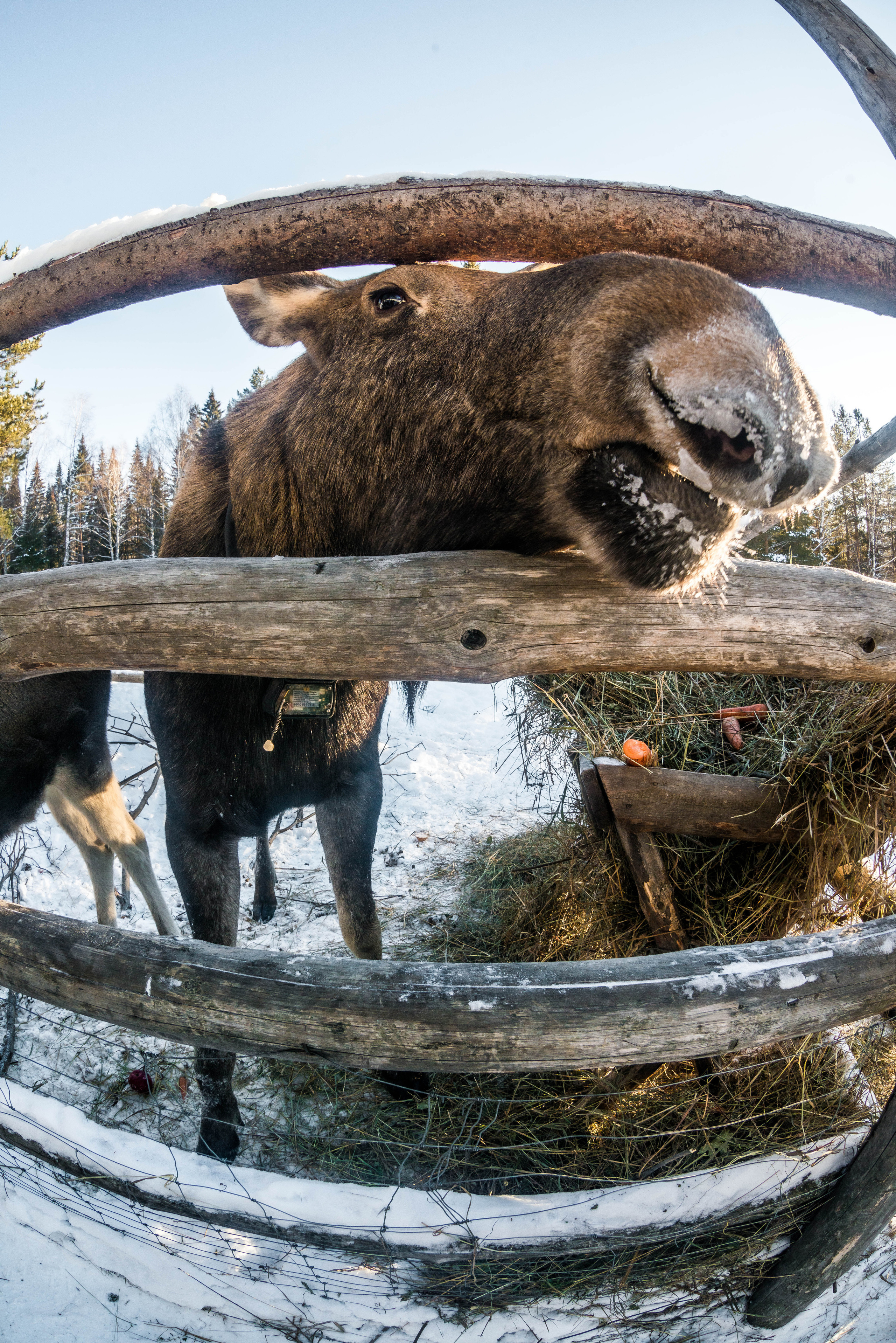 Парк Зюраткуль — Ледяной фонтан, Сохатка и хребет Москаль. Свадебный фотограф на Урале Виктор Соколов