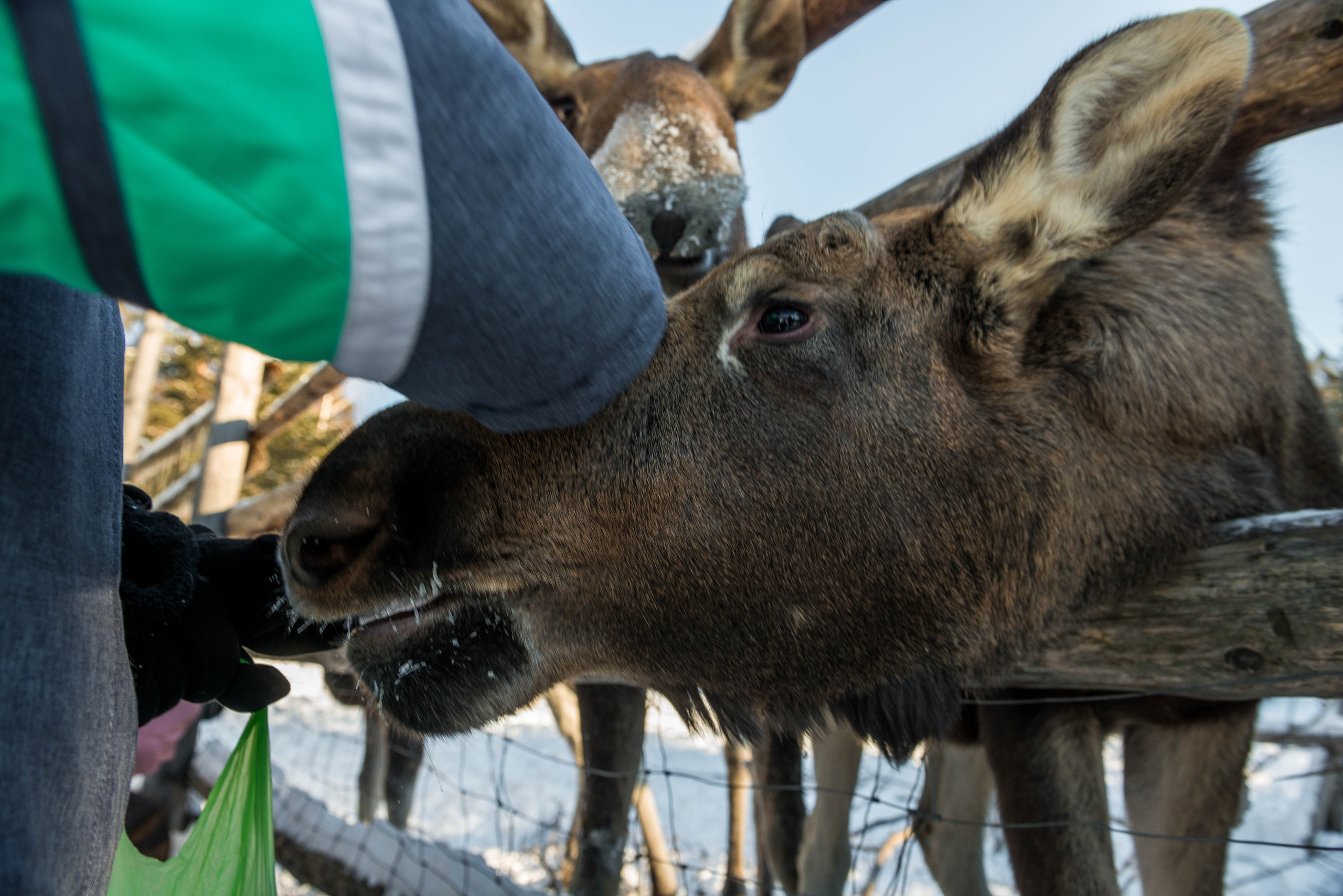 Парк Зюраткуль — Ледяной фонтан, Сохатка и хребет Москаль. Свадебный фотограф на Урале Виктор Соколов