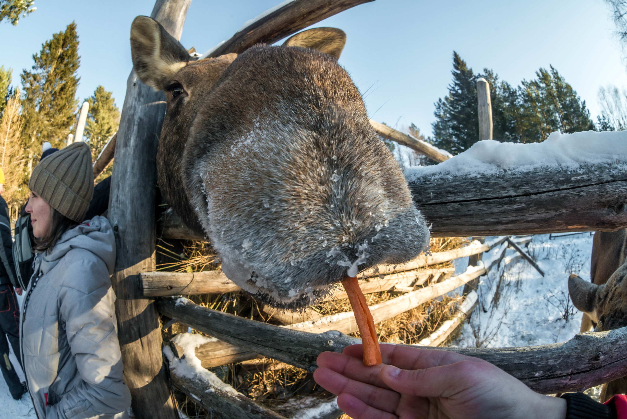 Парк Зюраткуль — Ледяной фонтан, Сохатка и хребет Москаль. Свадебный фотограф на Урале Виктор Соколов