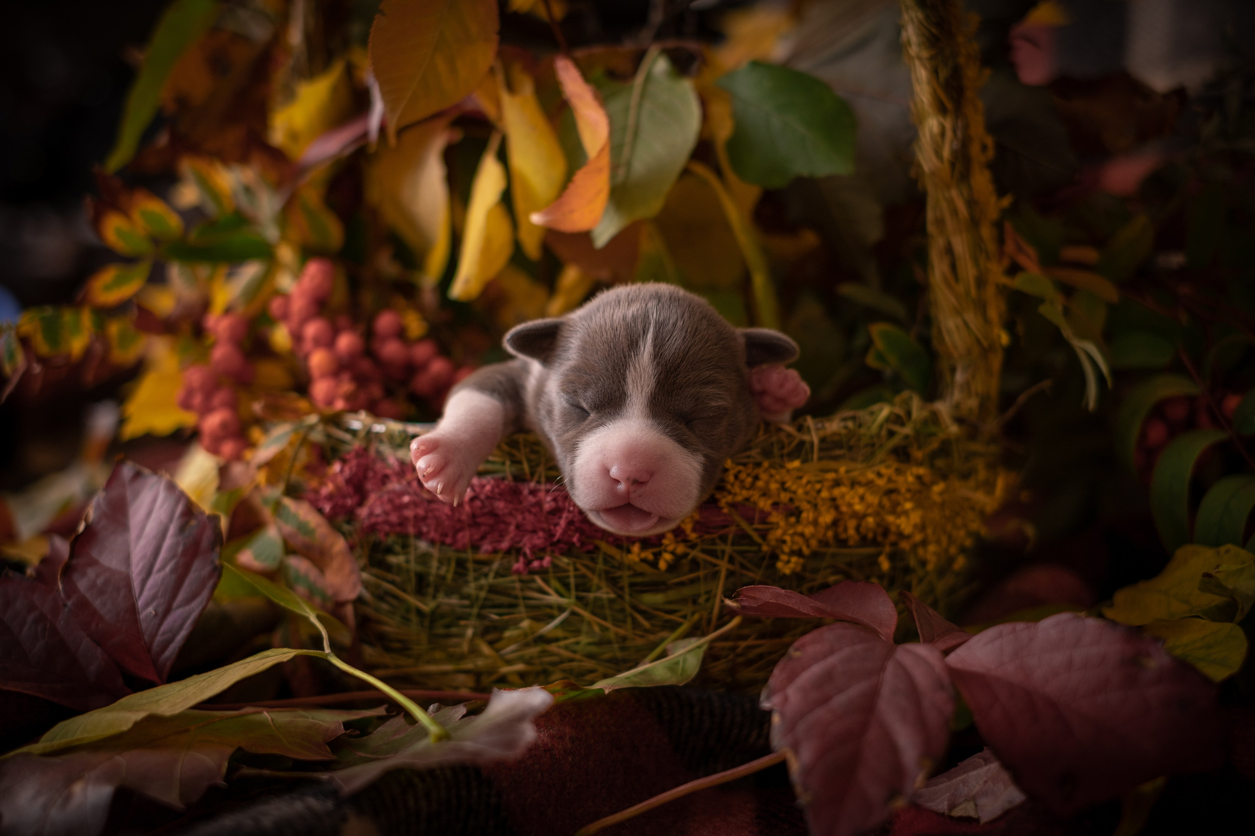 Новорожденные АСТ для Алиночки). Зоофотограф, фотограф животных в Москве и области Дина Дамоцева