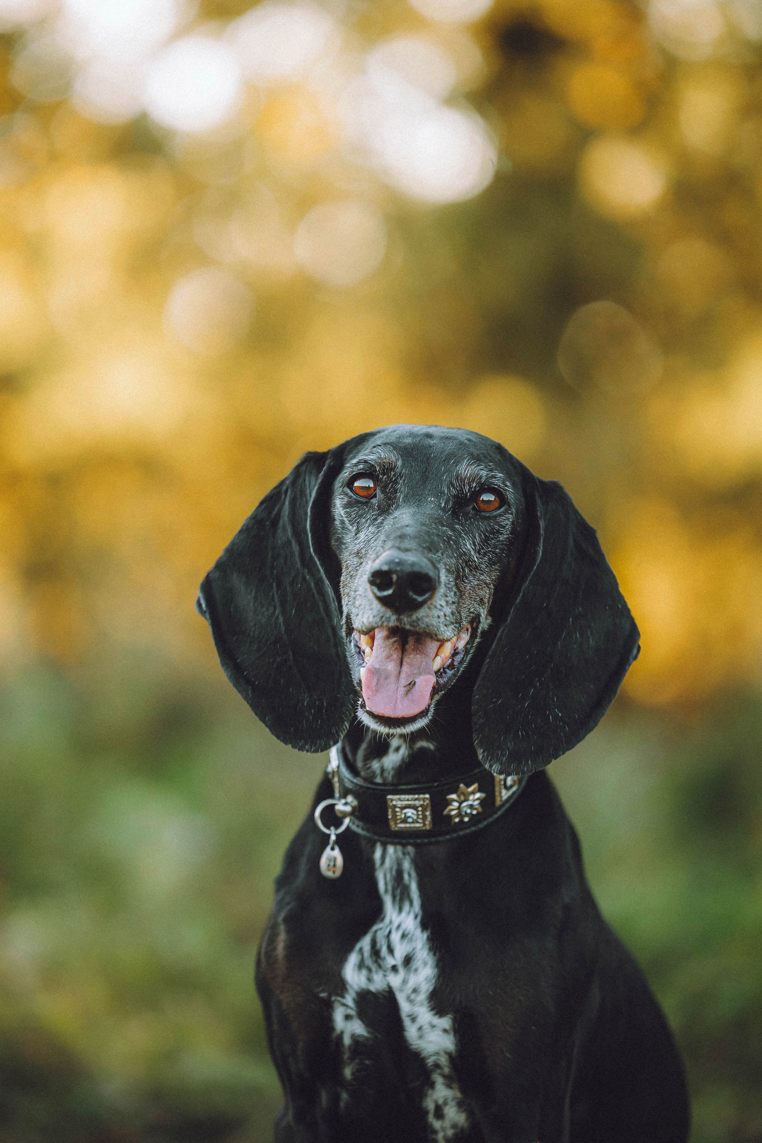 Камри и Пафи