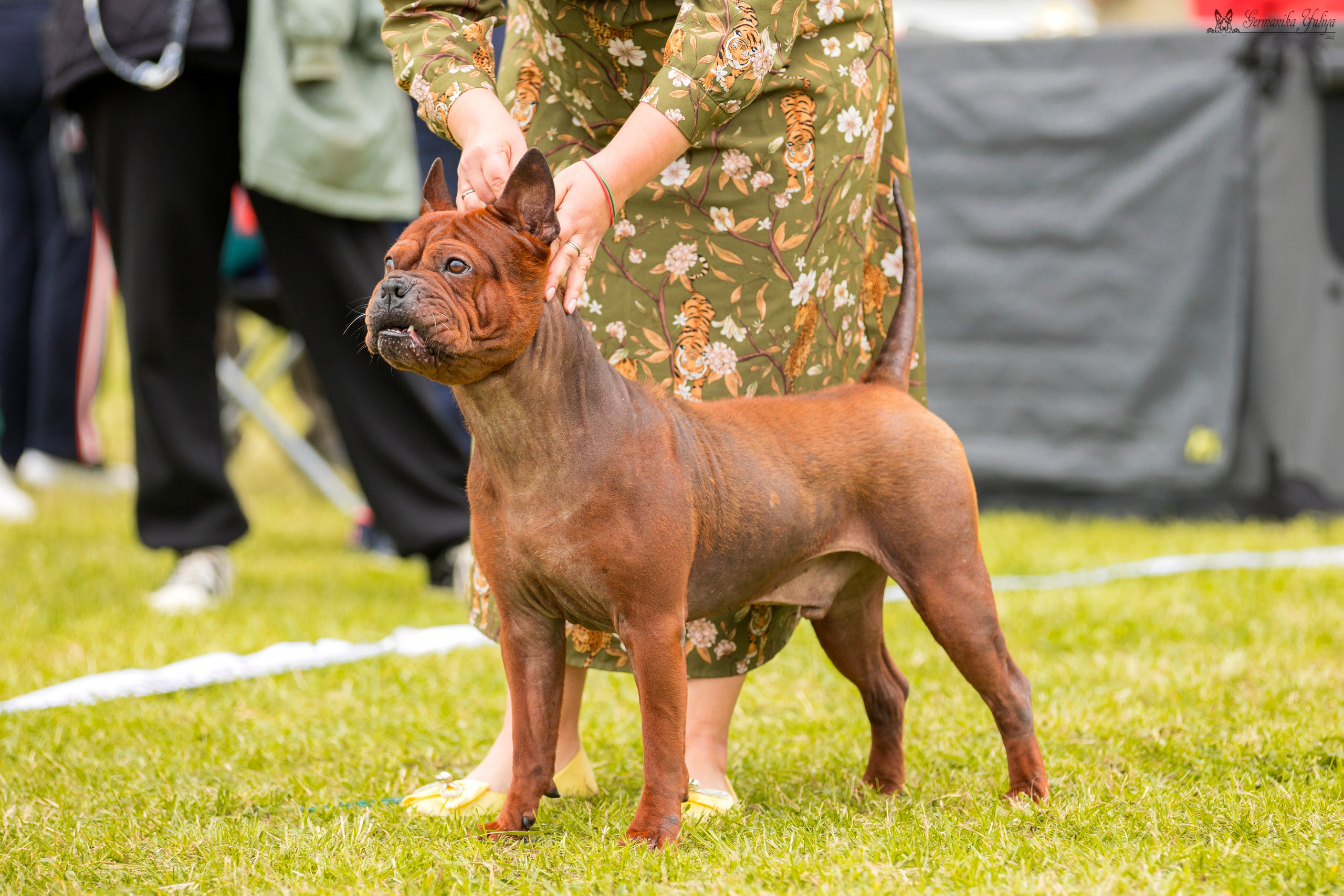 Переславль 9-10.09.2023. Фотограф-анималист Юлия Германика