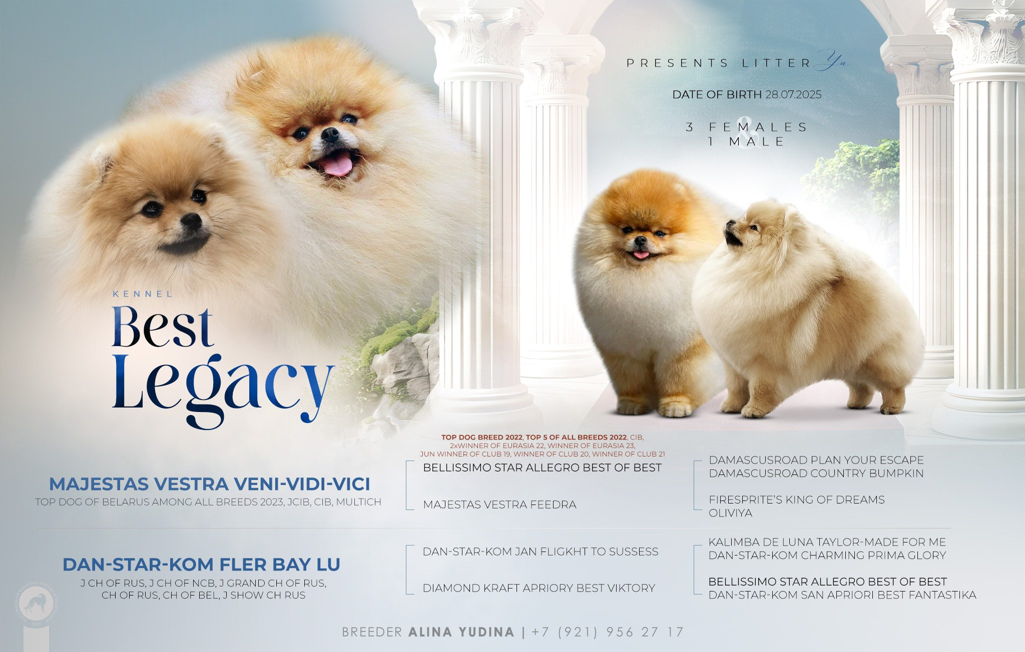 Презентация помета померанского шпица