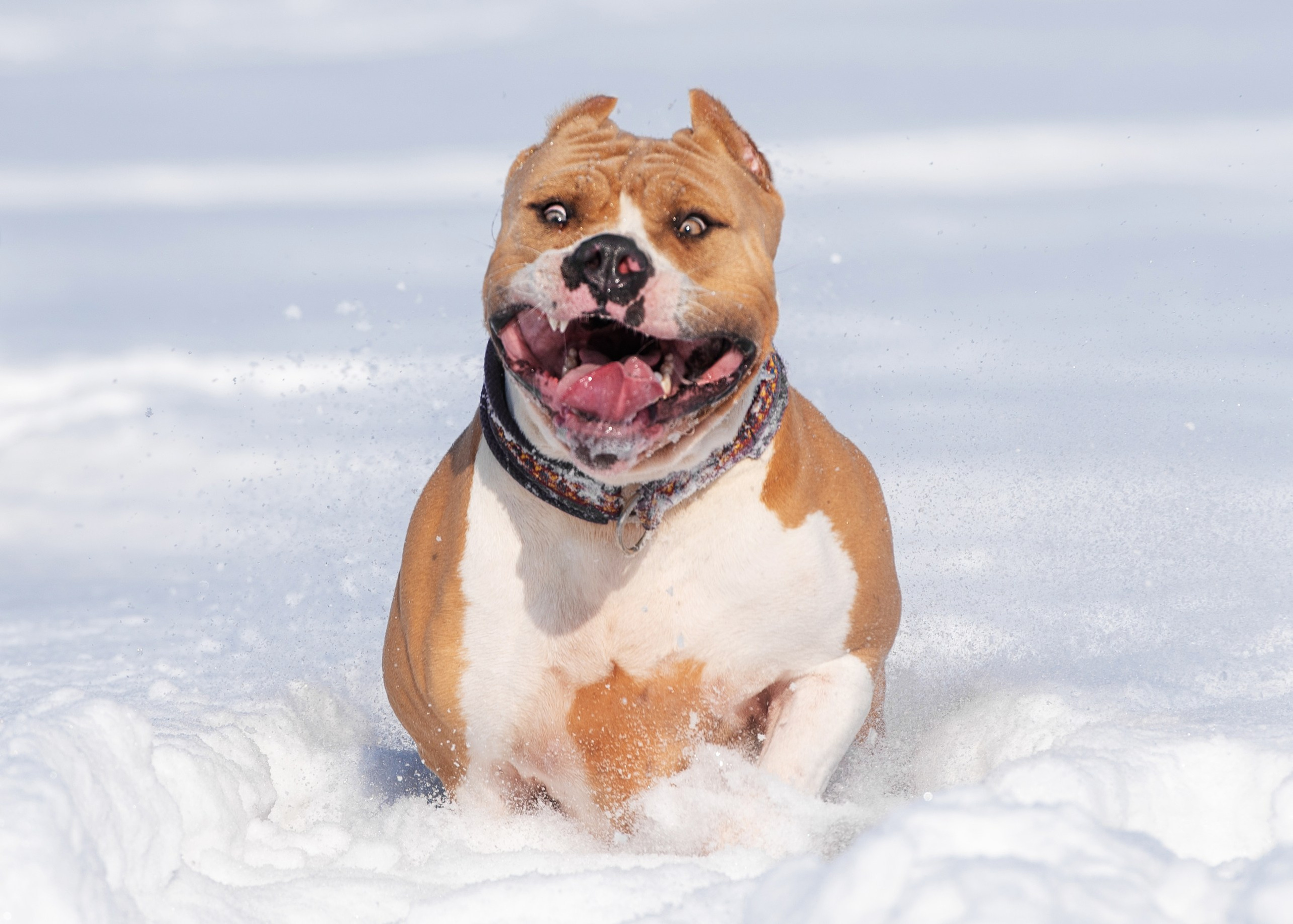 Булли. Дог-фотограф в Тюмени Александра Королева