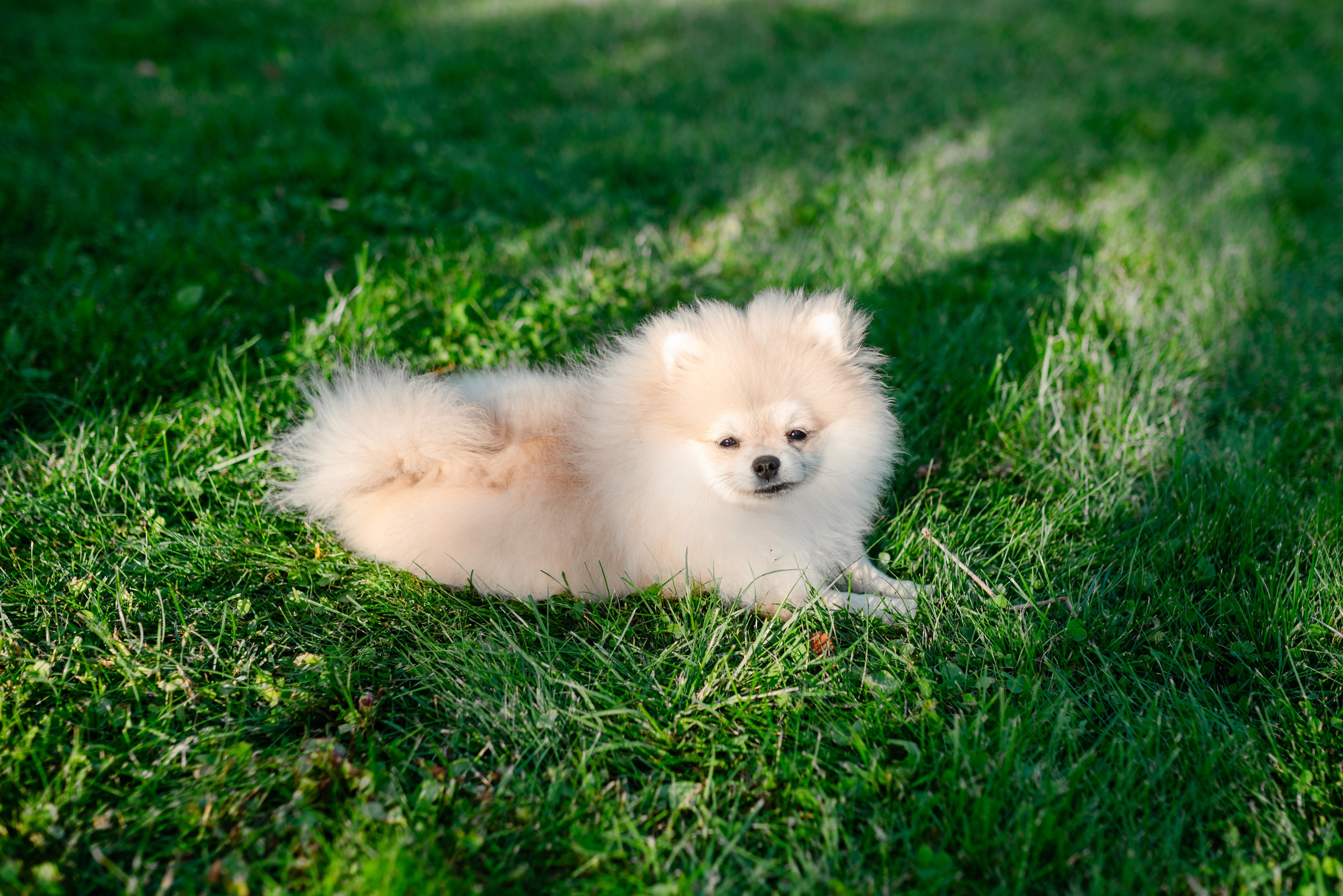 День рождения в Боровлянах. Свадебный фотограф в городе Минск Крохмалюк Анна