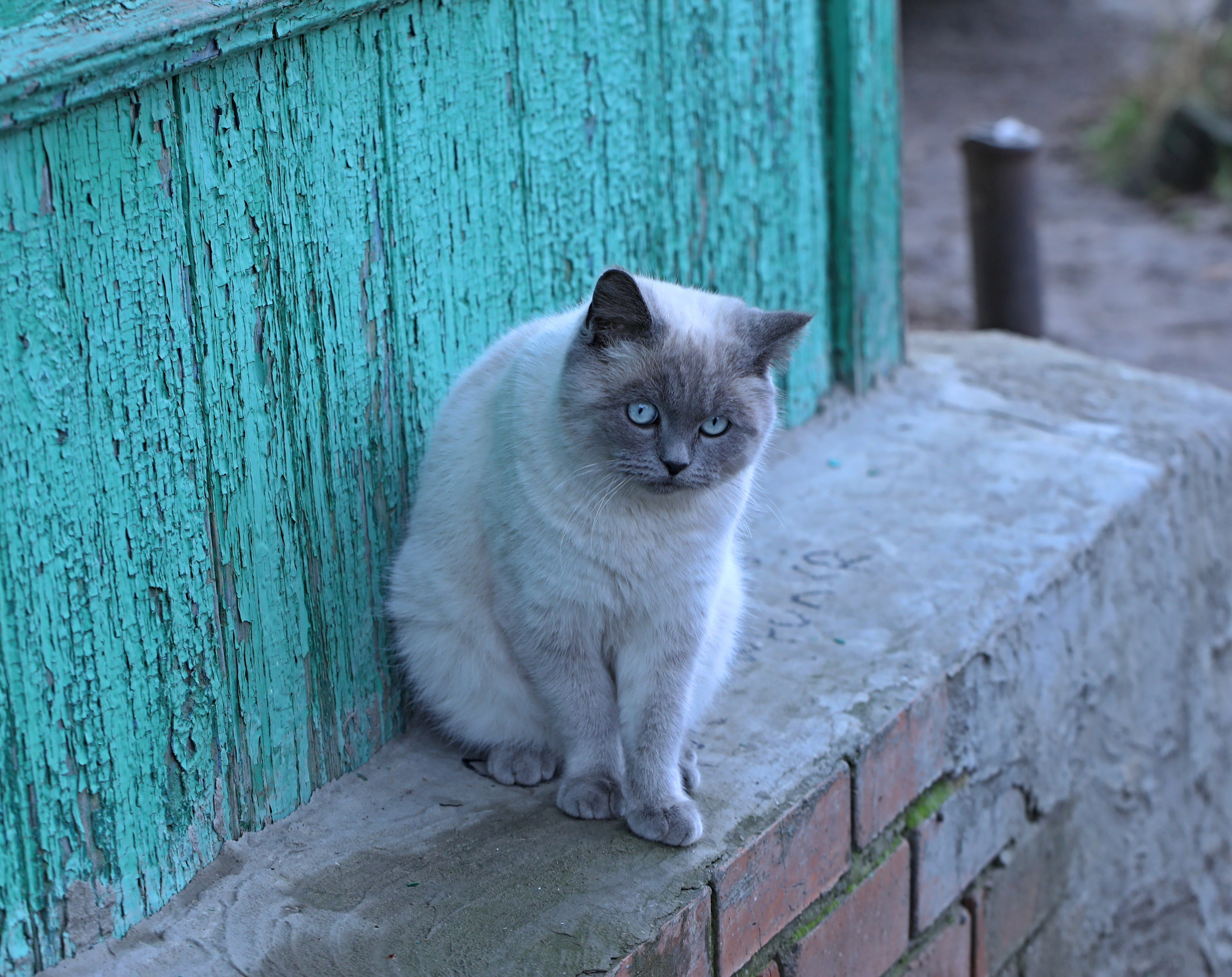 Домашние животные-Кошки. Фото-художник и Репортажный фотограф Николаев Александр Алексеевич