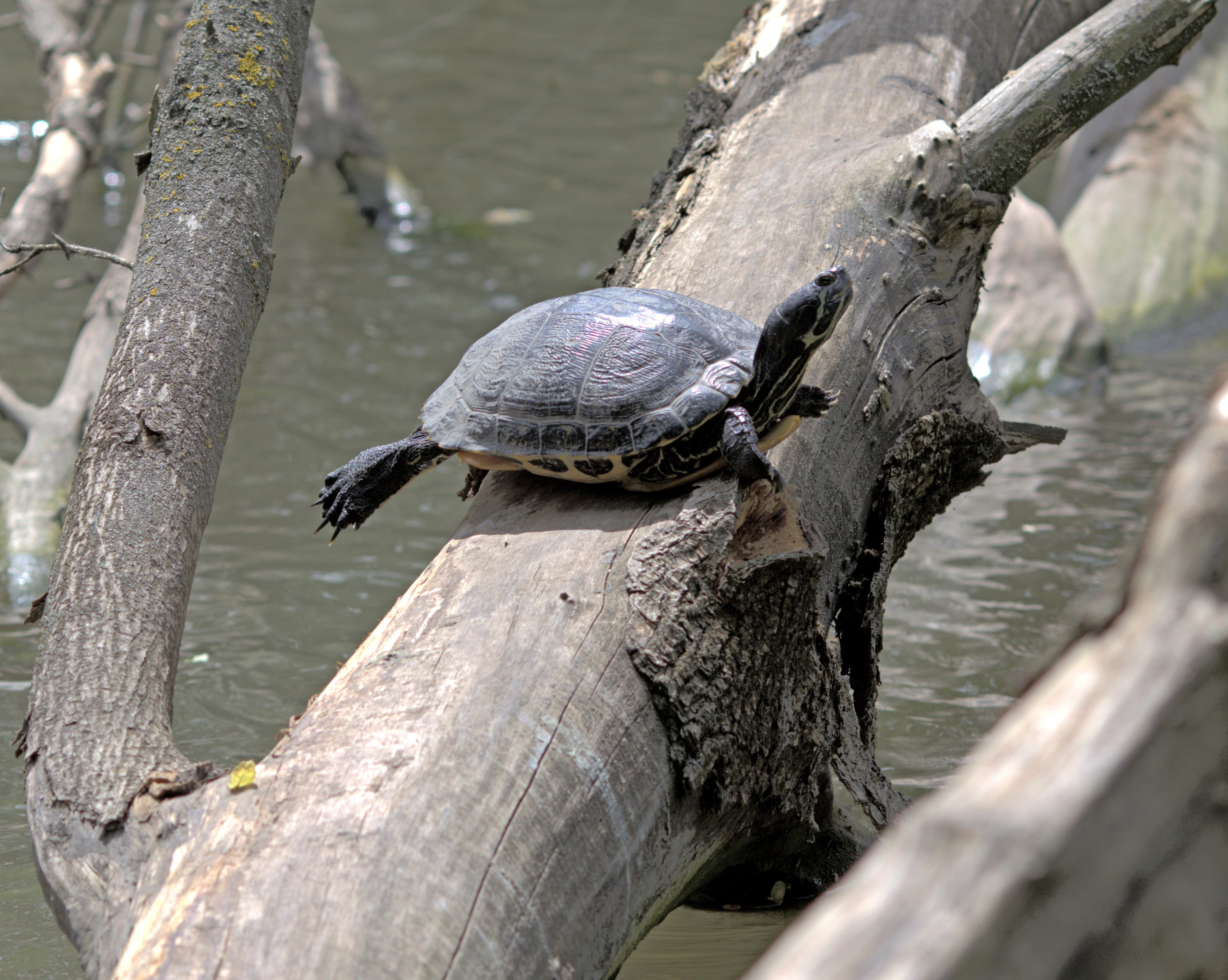 Птицы и животные южного региона. Фото-художник и Репортажный фотограф Николаев Александр Алексеевич
