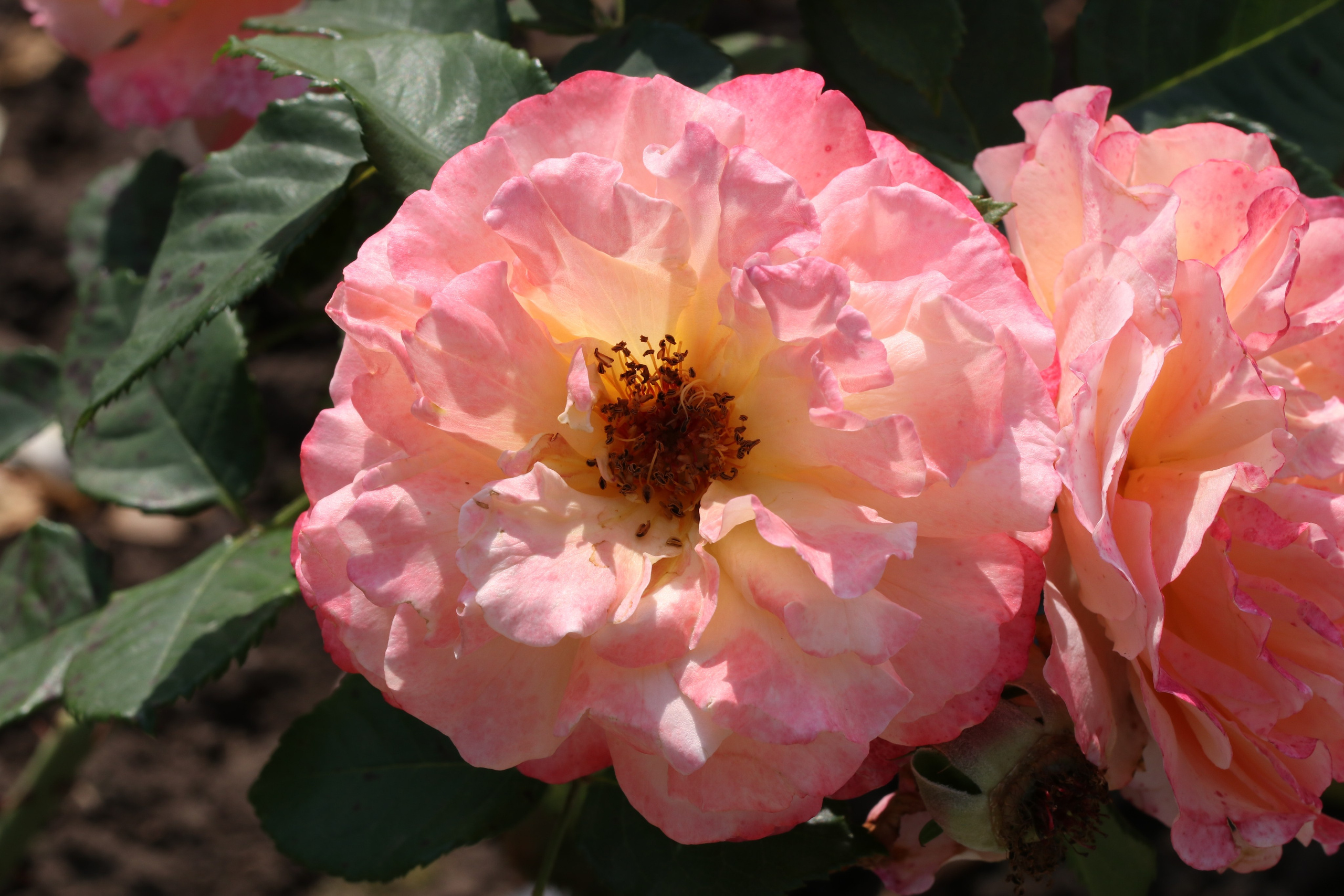 Долина роз в Кисловодске. Фото-художник и Репортажный фотограф Николаев Александр Алексеевич