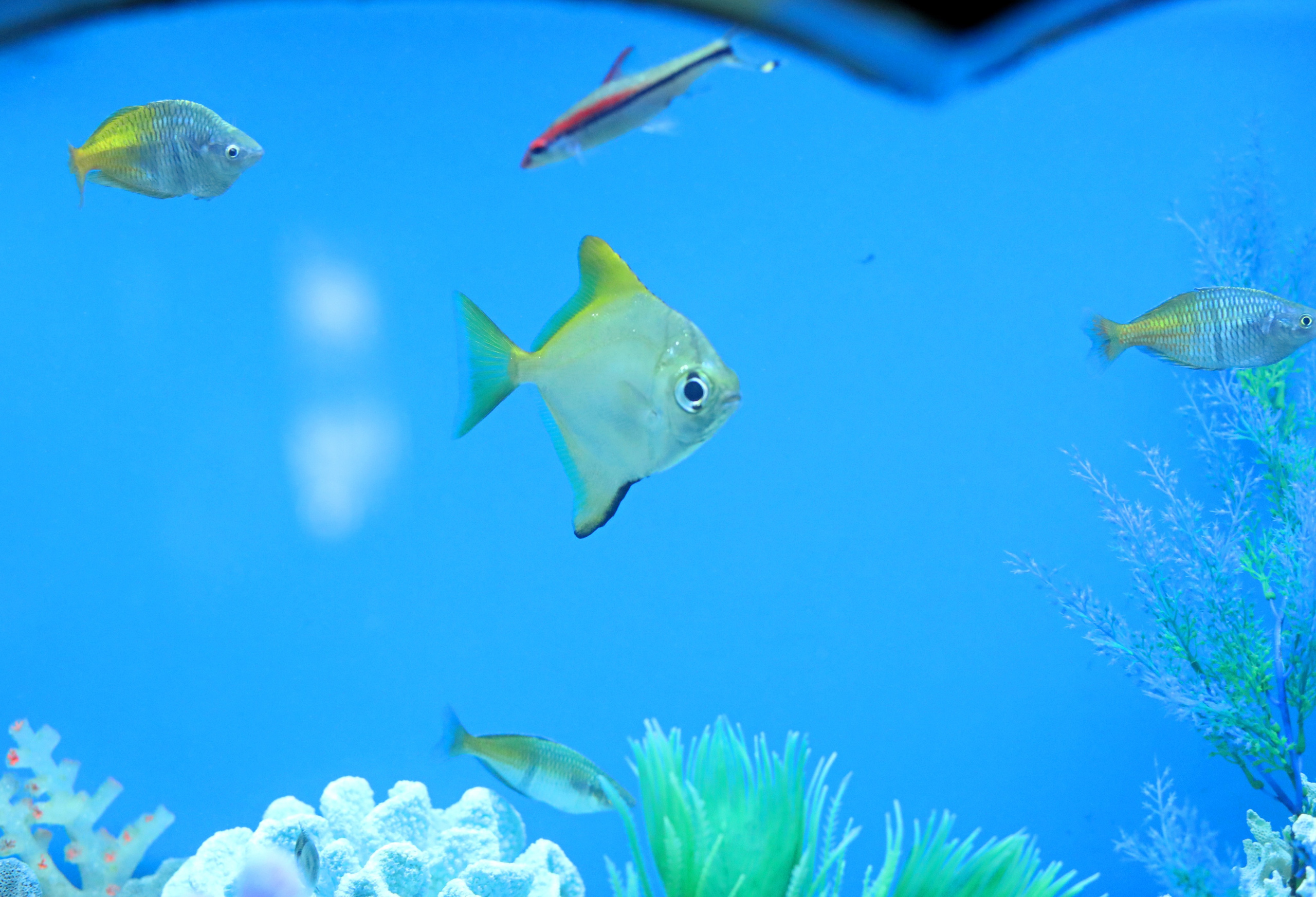 Ростовский зоопарк. Фото-художник и Репортажный фотограф Николаев Александр Алексеевич