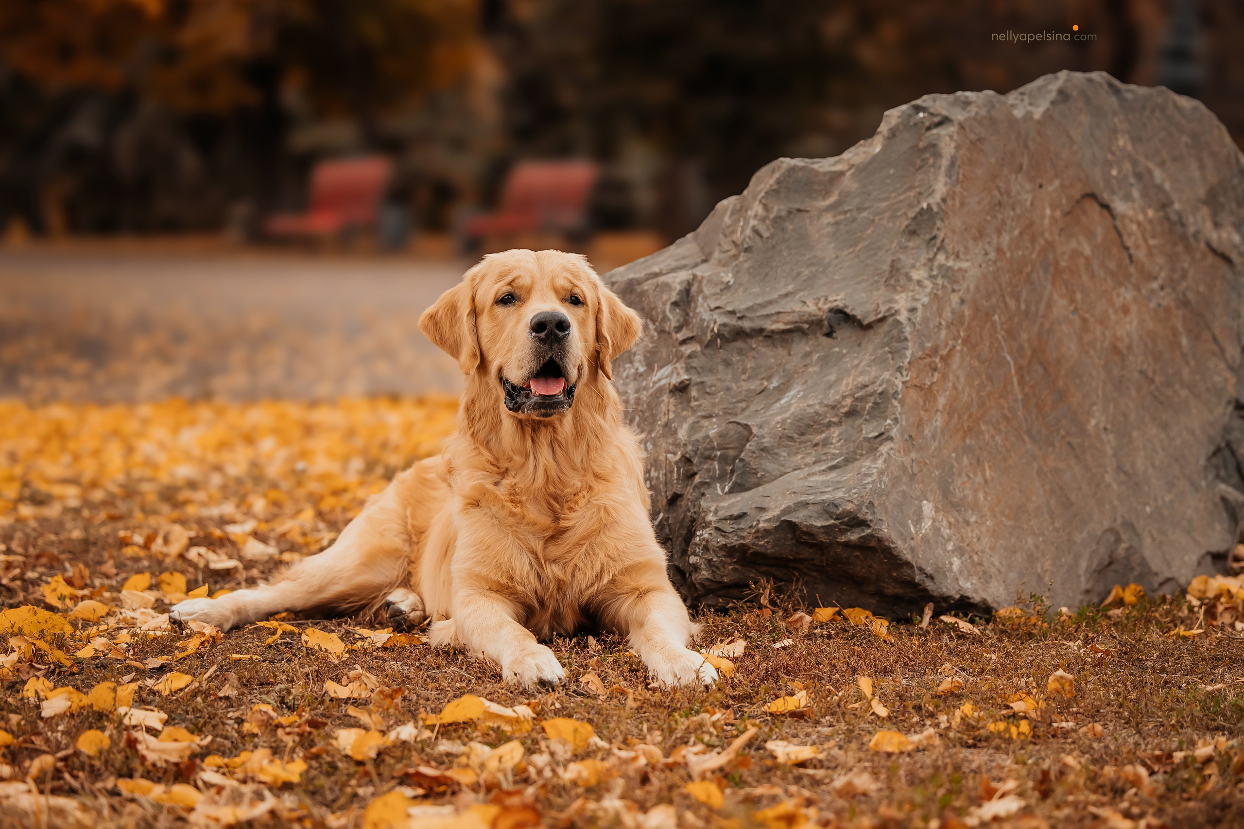 Настя, Дима, Олег и Арчи. Фотограф Нелли Самойлова