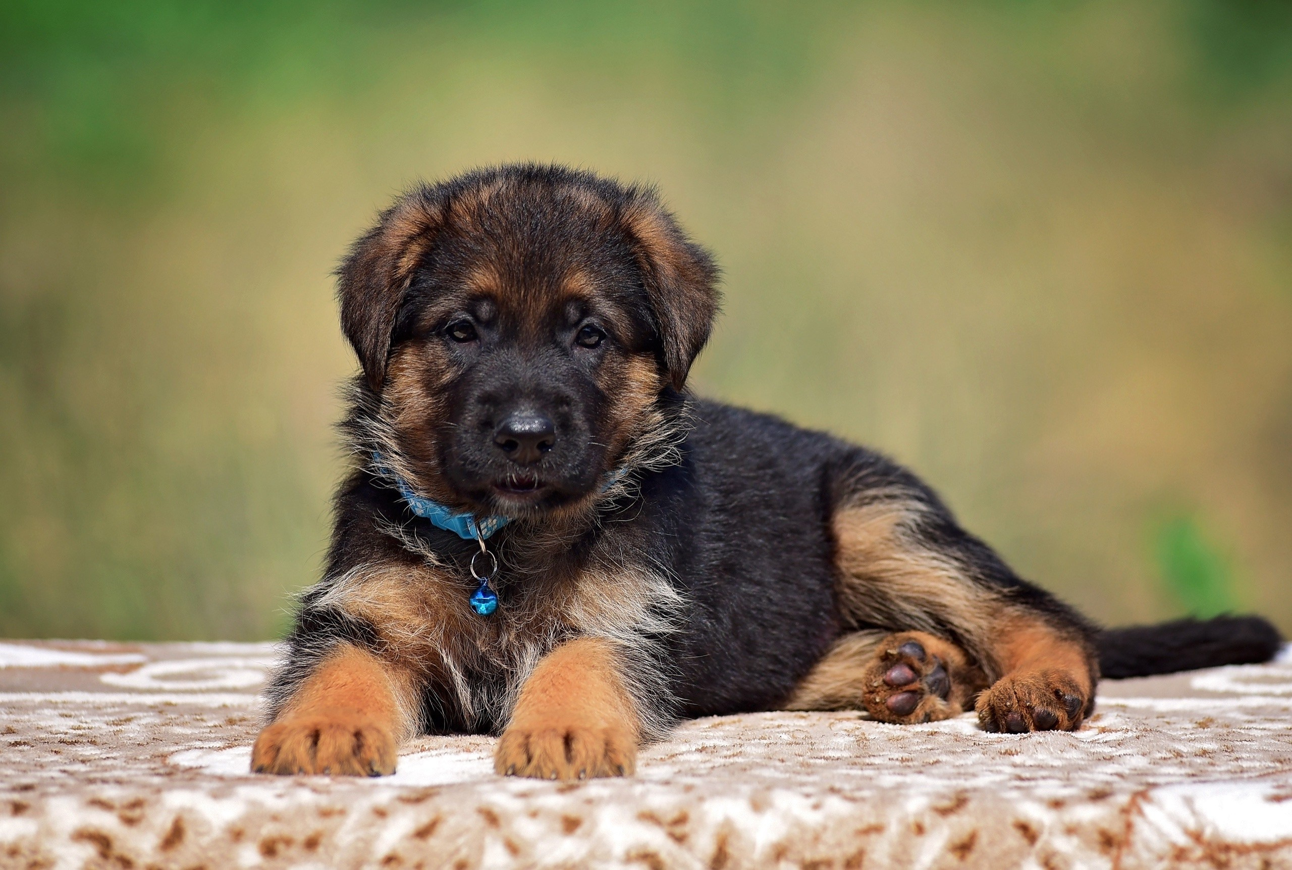 Animal. Главная