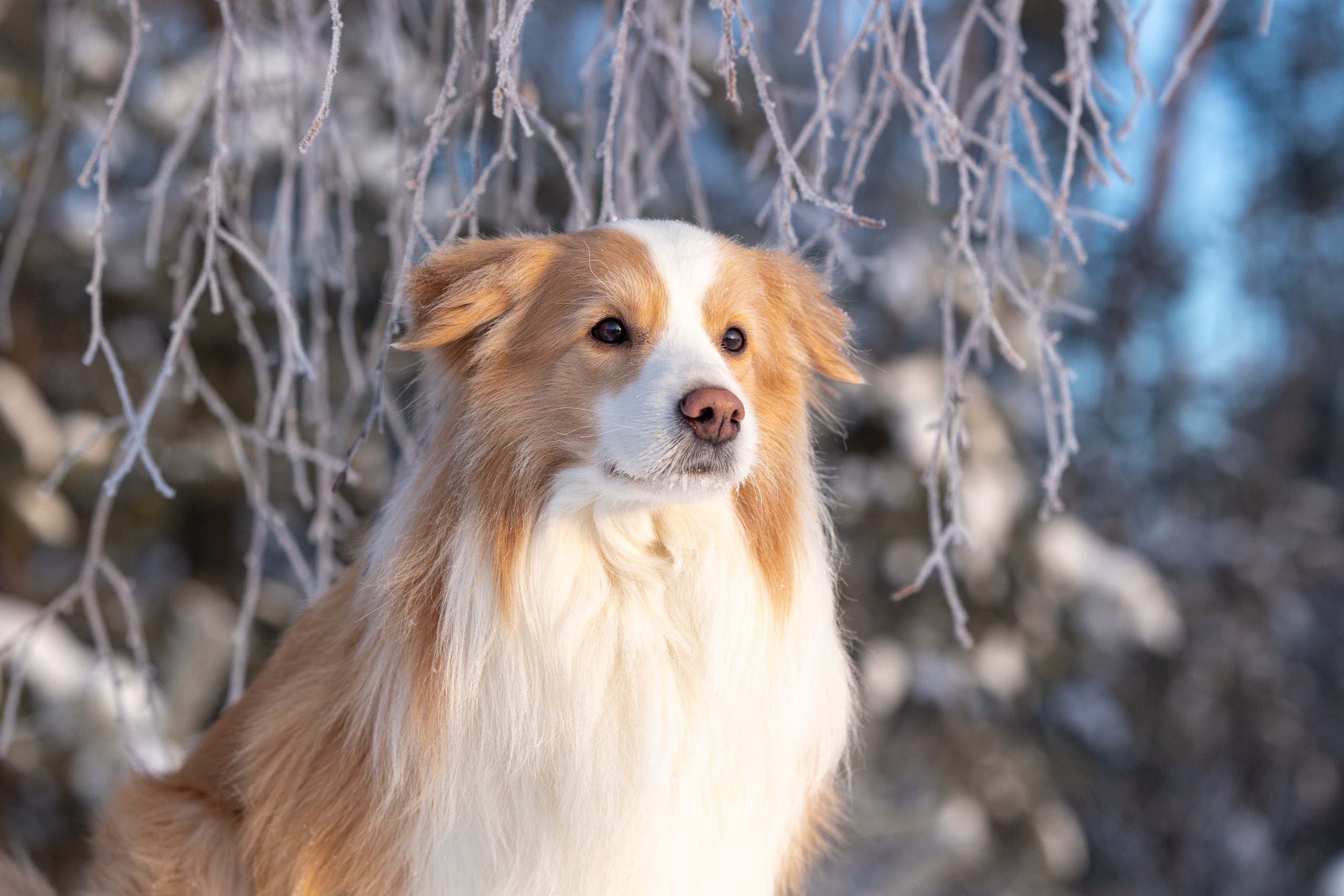 Бордер колли Прайм, Вэй и Лёля. Фотограф-анималист Natalia Deingel | Фотосъемка собак в Москве