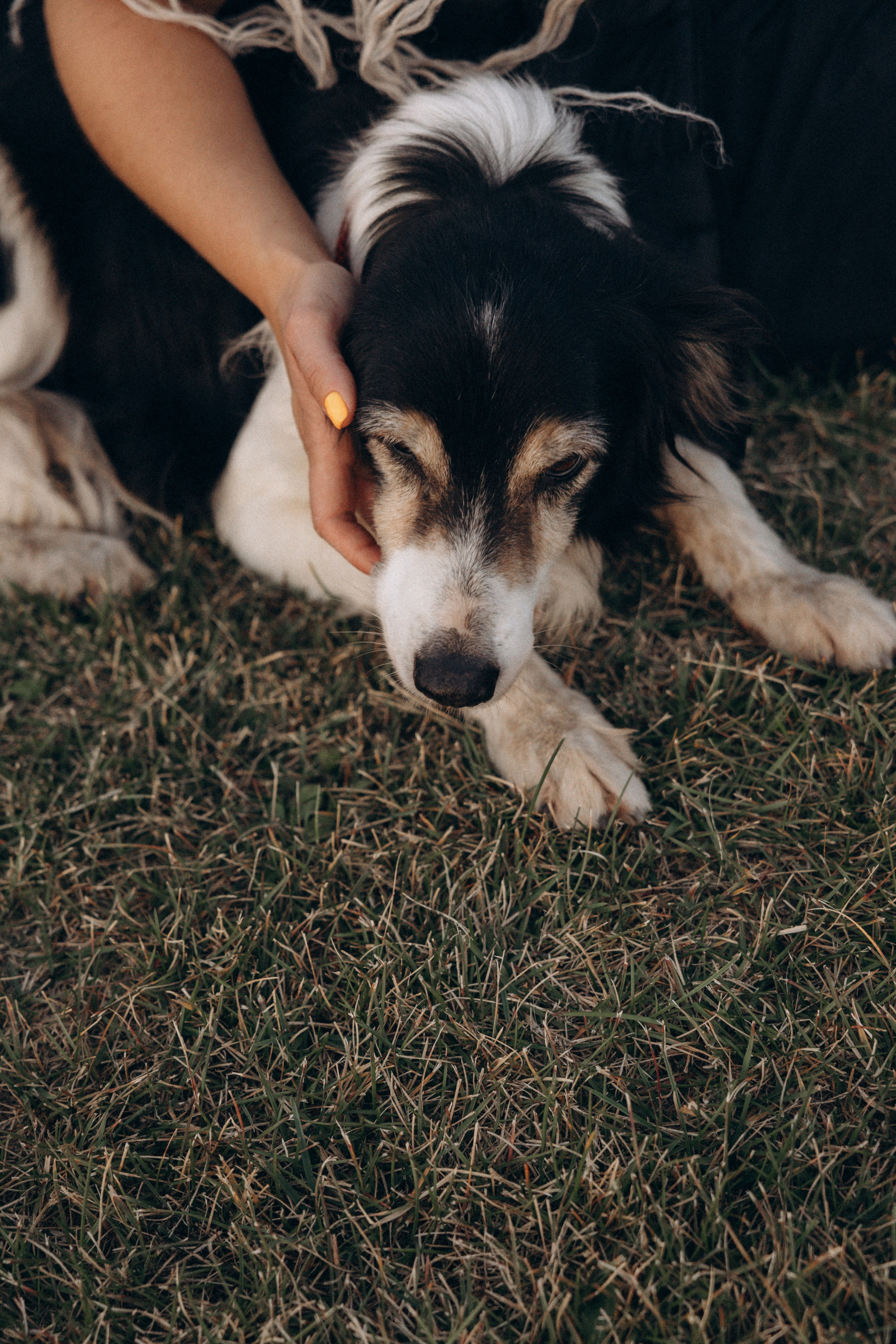 Алла и ее компания. Фотограф анималист в Казани Алина Сулейманова. Фотограф животных