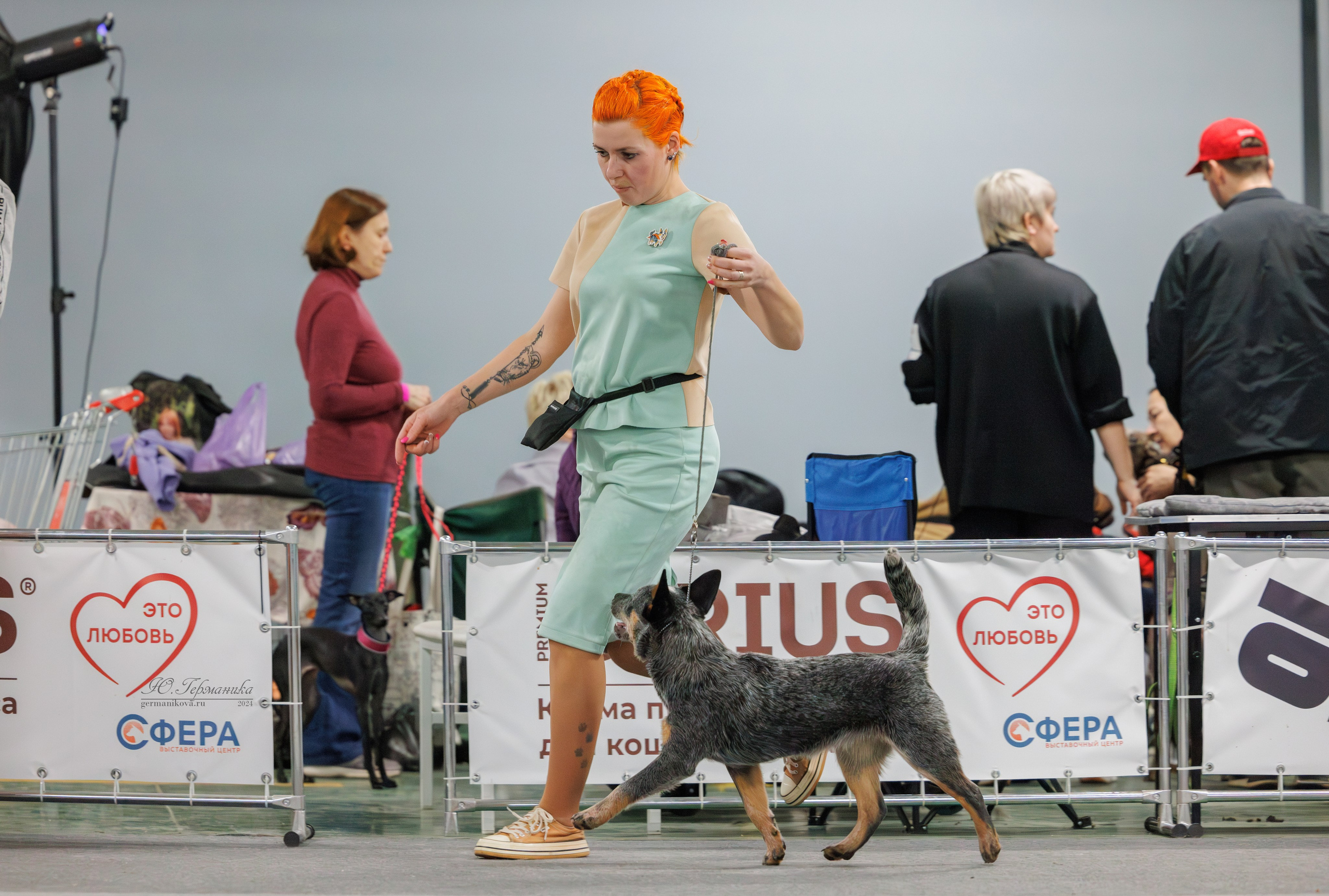 Сфера и Крокус 8,9,16 и 30.03.2025. Фотограф-анималист Юлия Германика