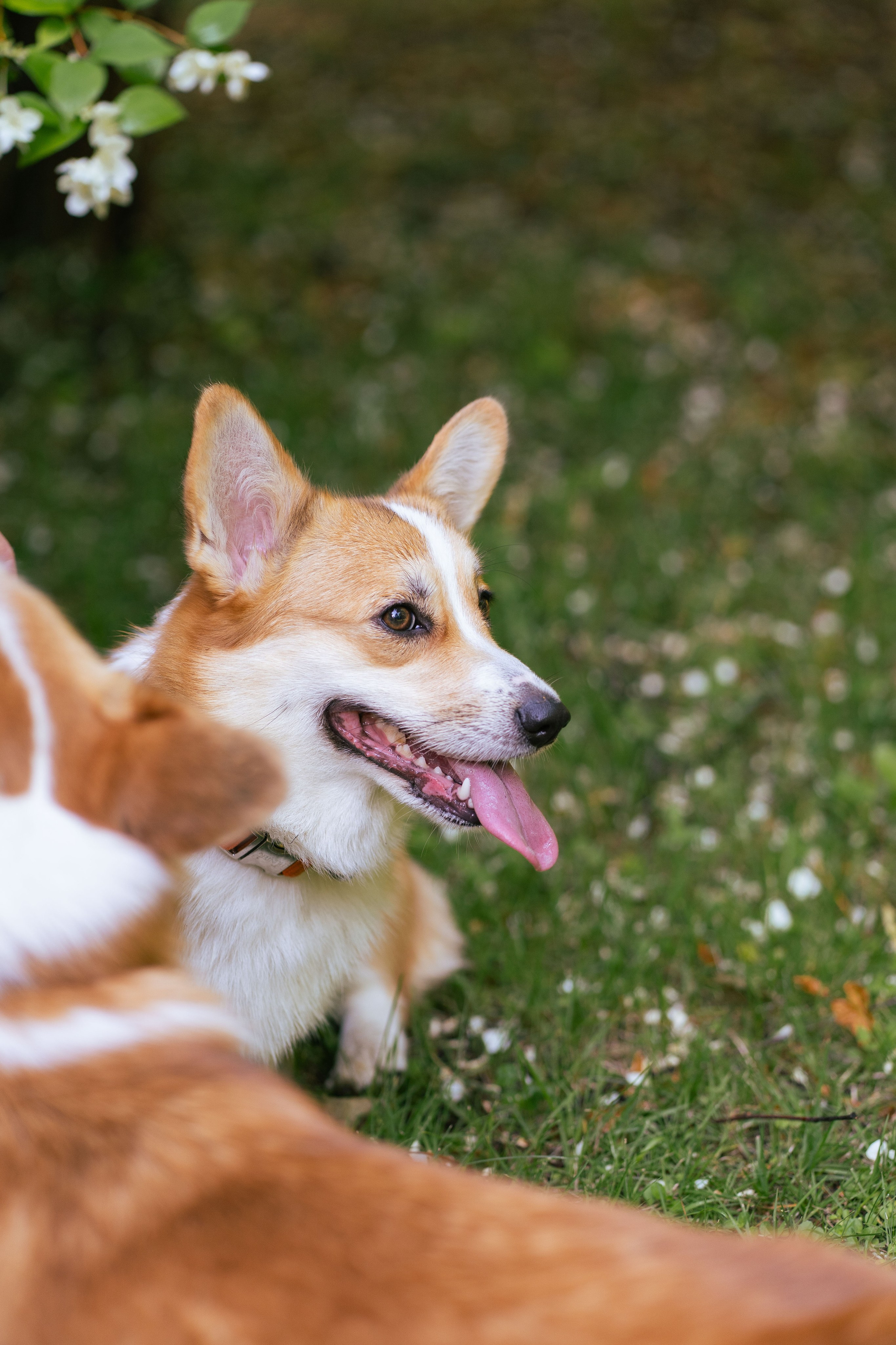 Ольга и коржики. Свадебный фотограф в Москве Анна Полушина