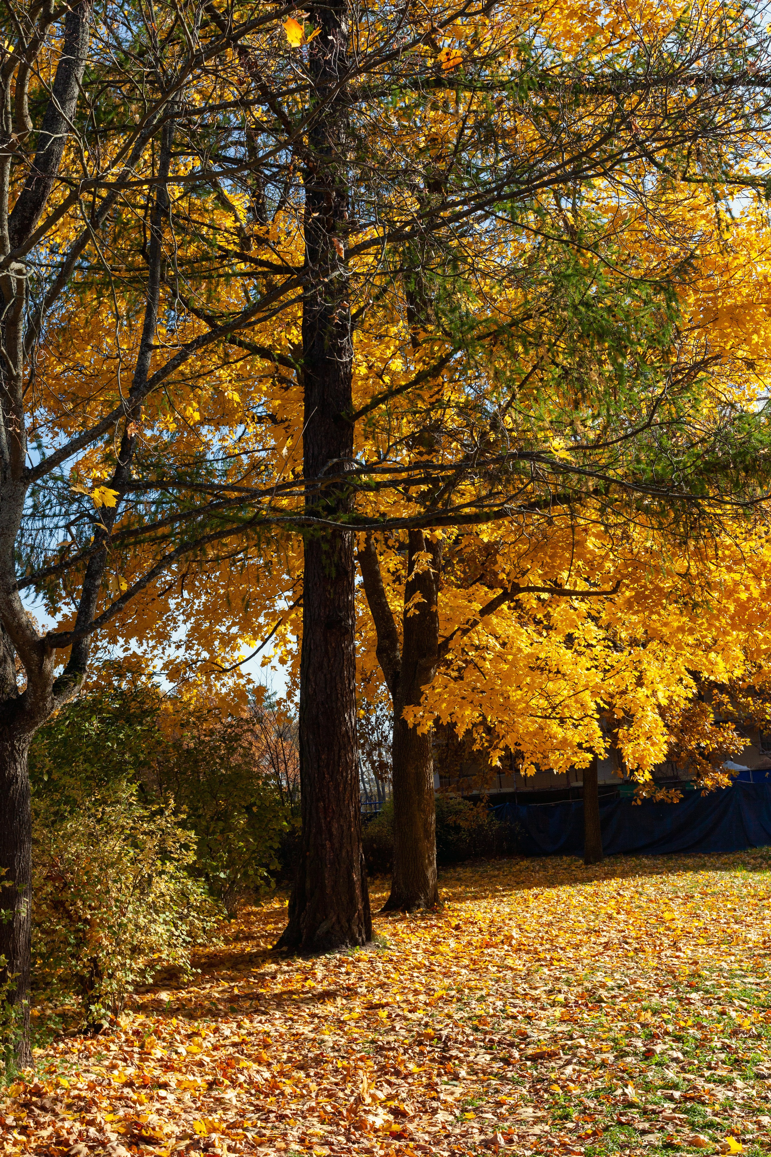 Царское село. Пейзажный и семейный фотограф в Санкт-Петербурге Александр Белов