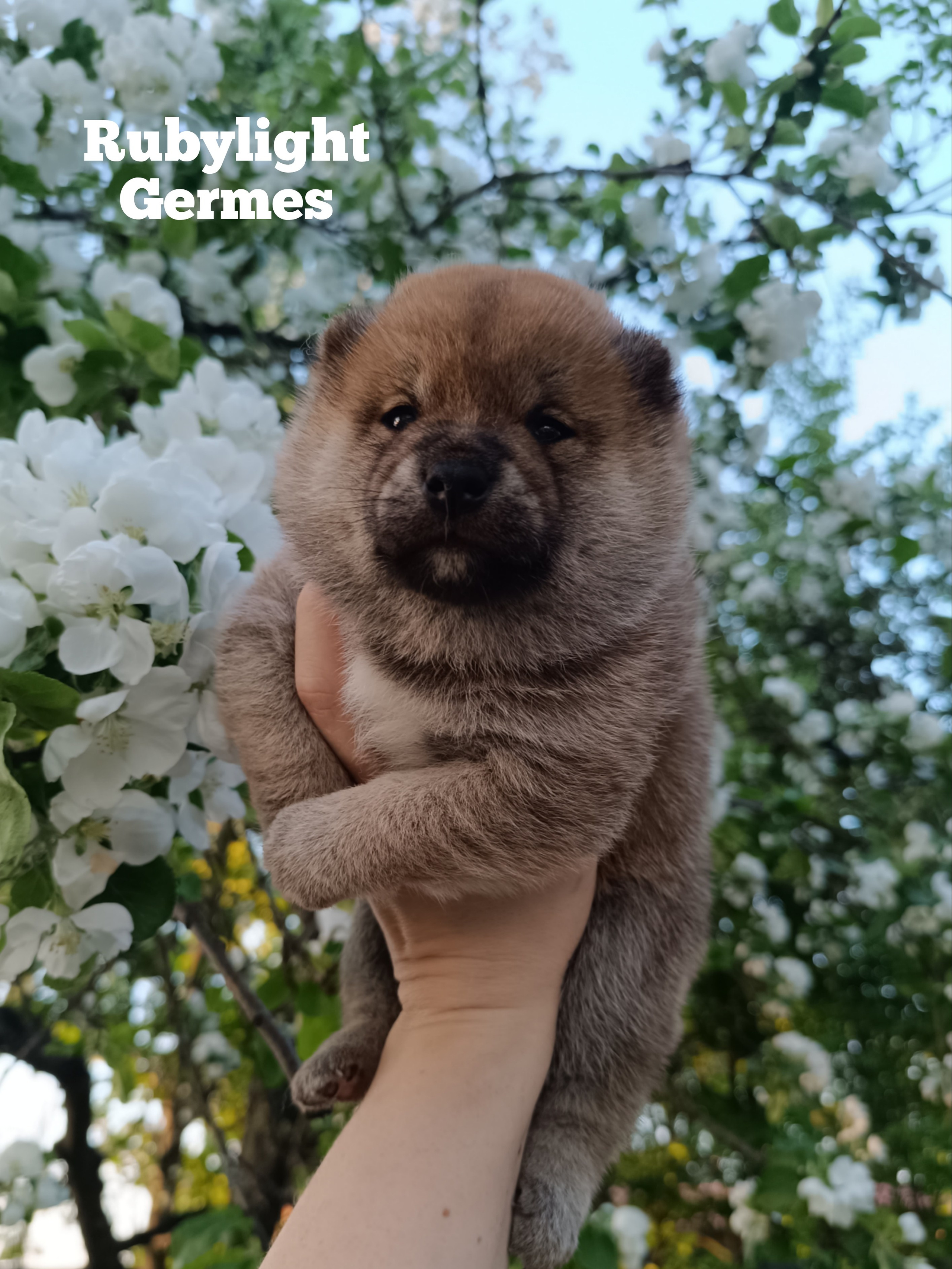 Сиба Rubylight Germes питомник Рубилайт