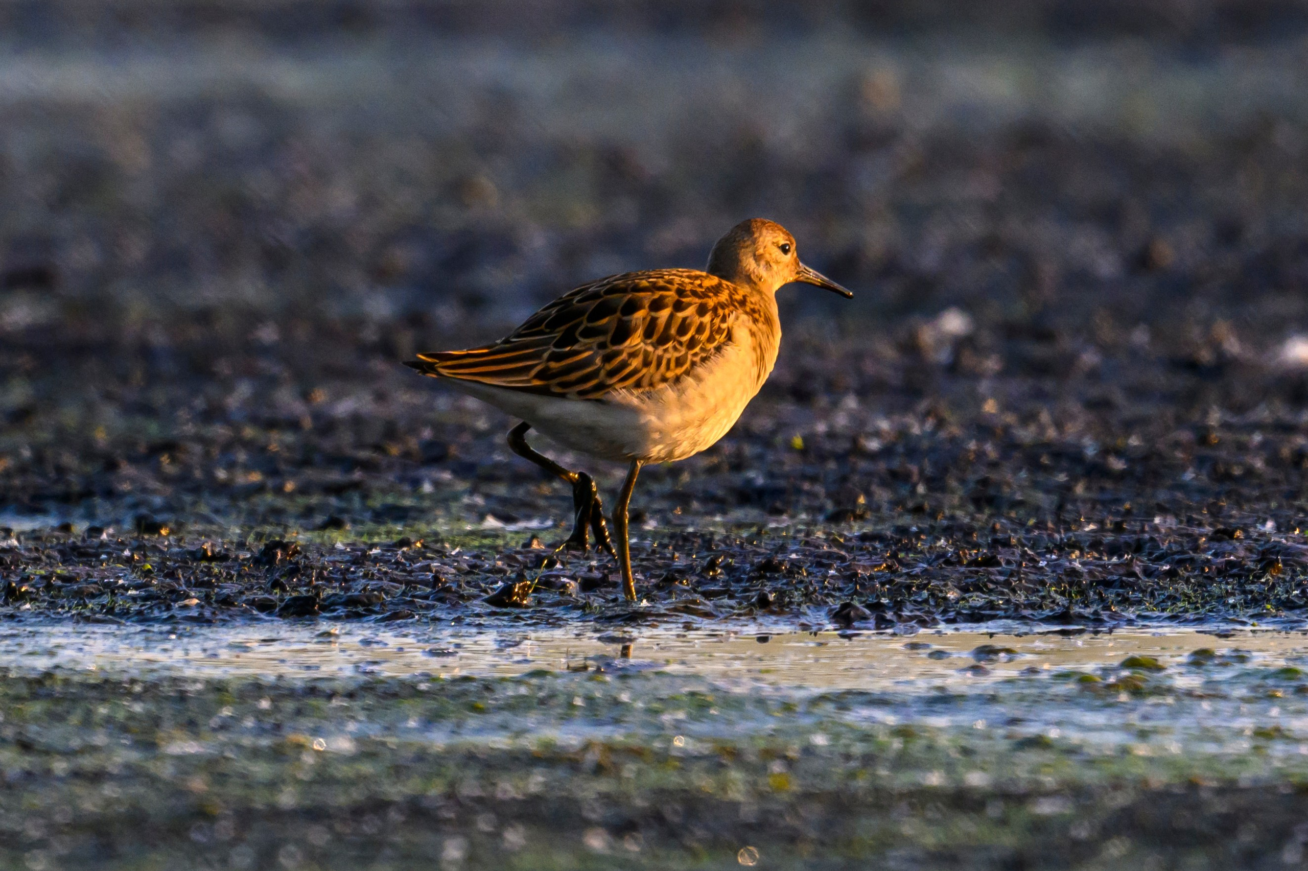 Галстучник и турухтаны. The common ringed plover and Ruffs. Фотограф Сергей Пупонин