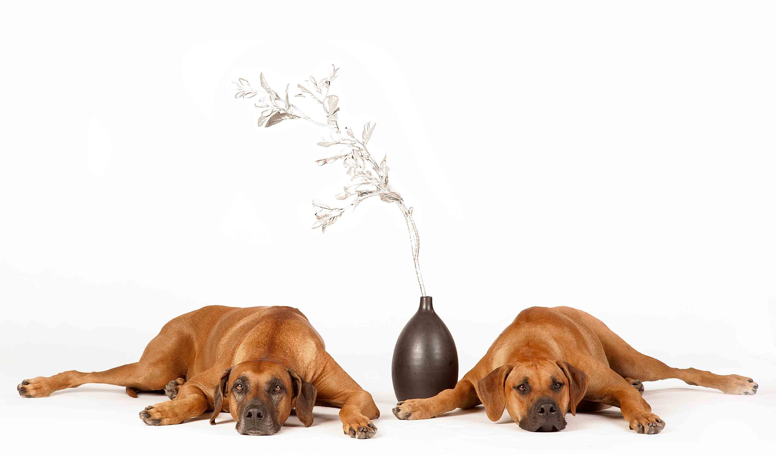 Собаки. Портретная и свадебная фотосъемка. Москва и область