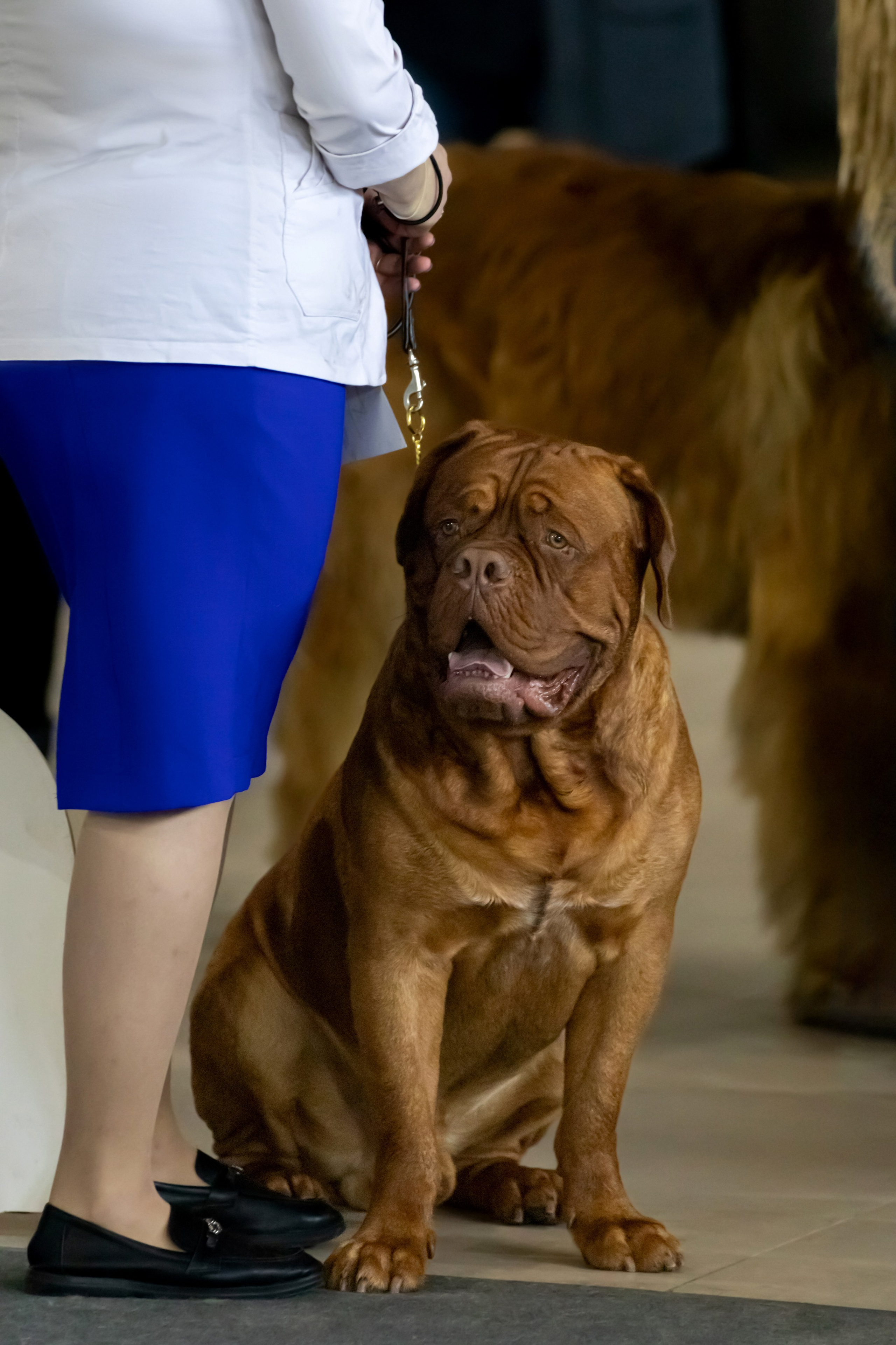 Выставки. Фотограф — анималист в Москве и области Ольга Петракова