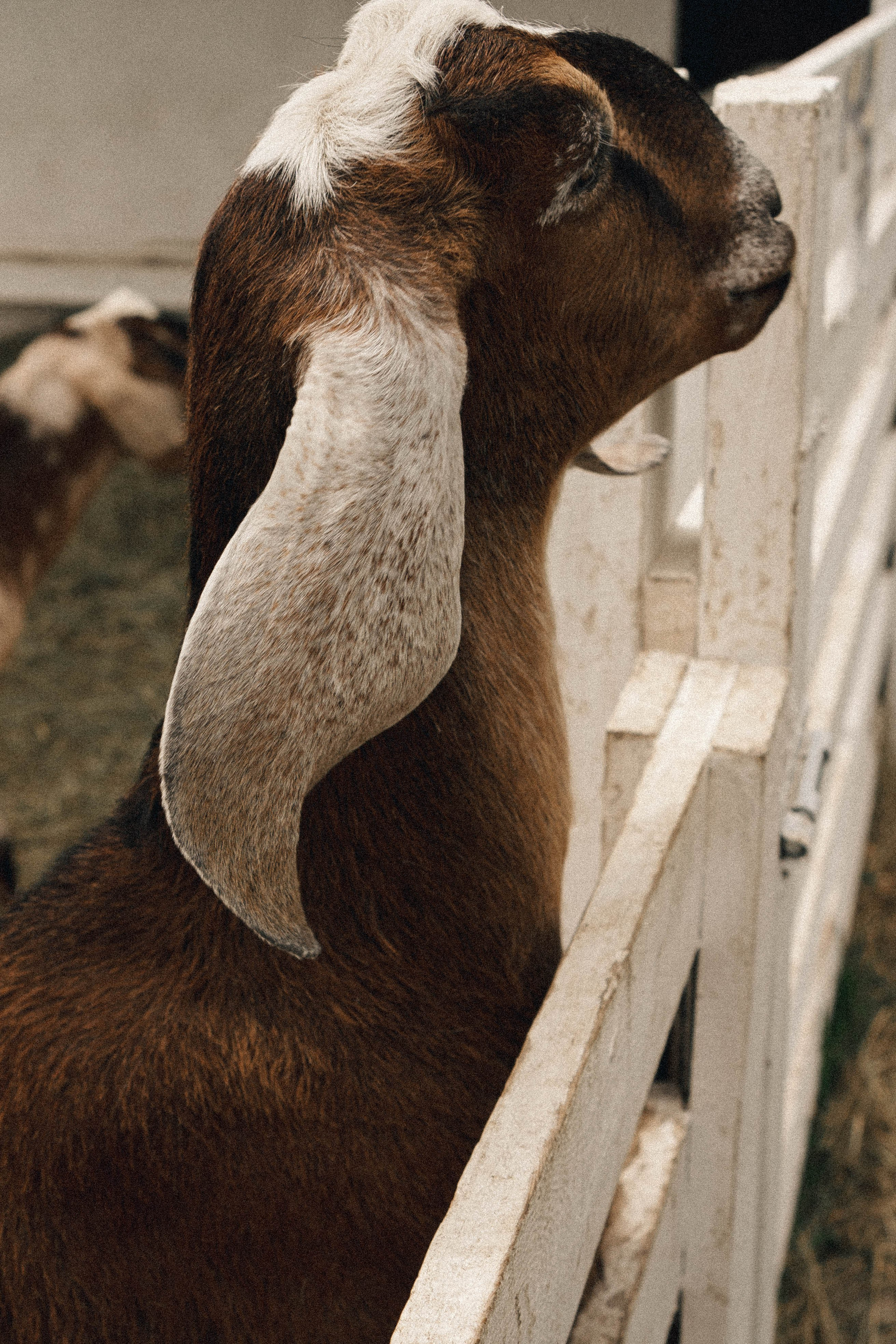 Ферма Альпак. Профессиональный фотограф, Санкт-Петербург — Виктория Богомолова