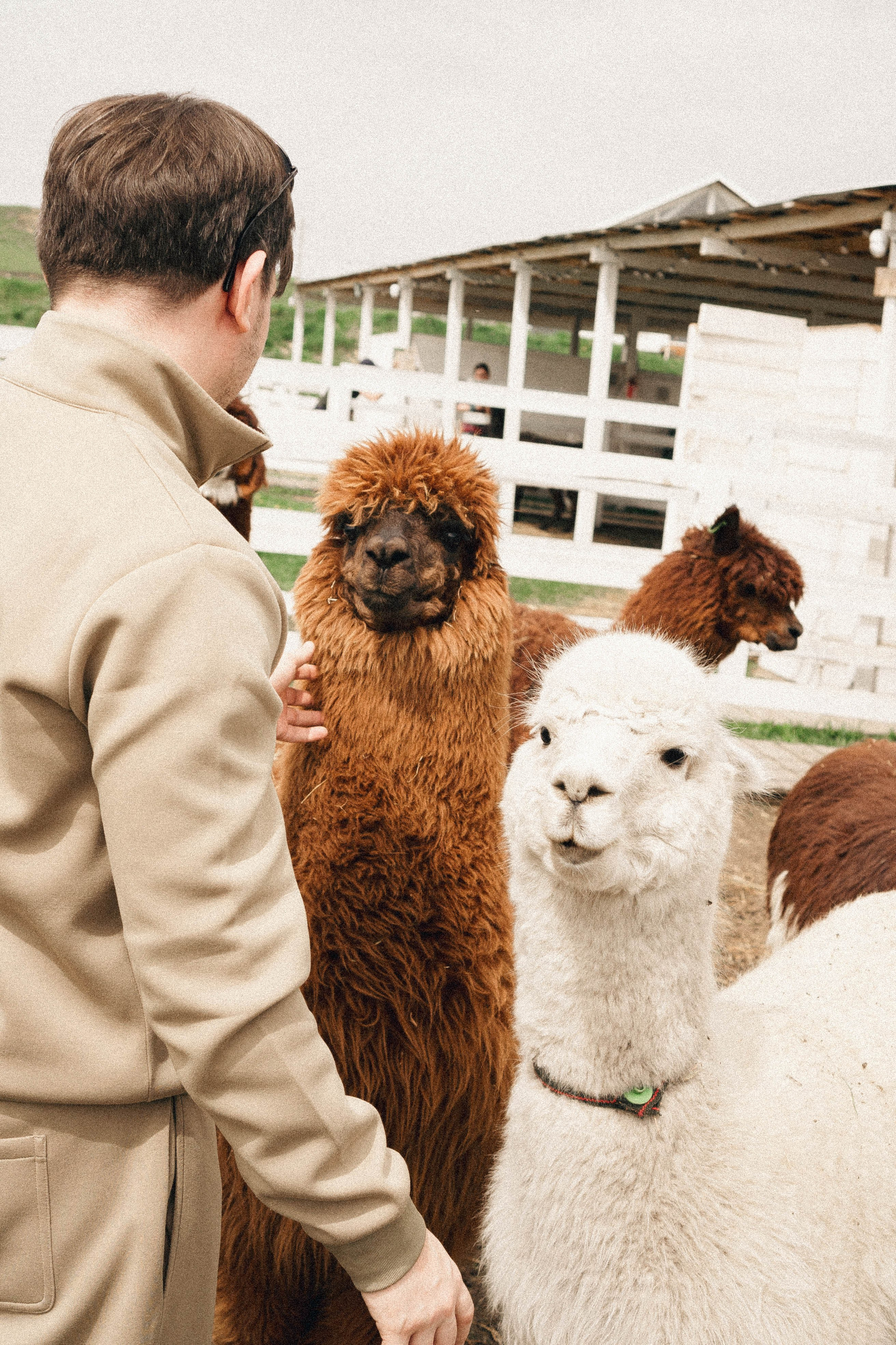 Ферма Альпак. Профессиональный фотограф, Санкт-Петербург — Виктория Богомолова