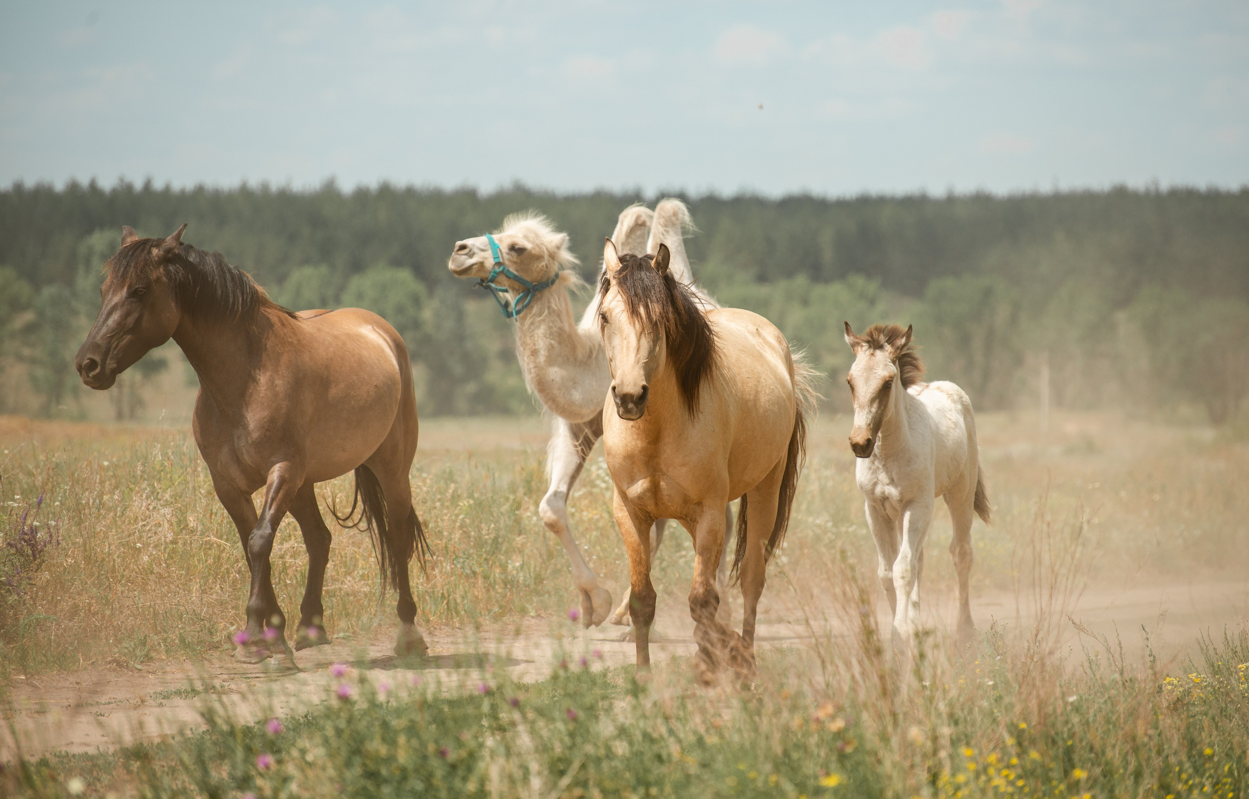 Купала в Родославном. Конный фотограф в Саратове Юлия Иванова