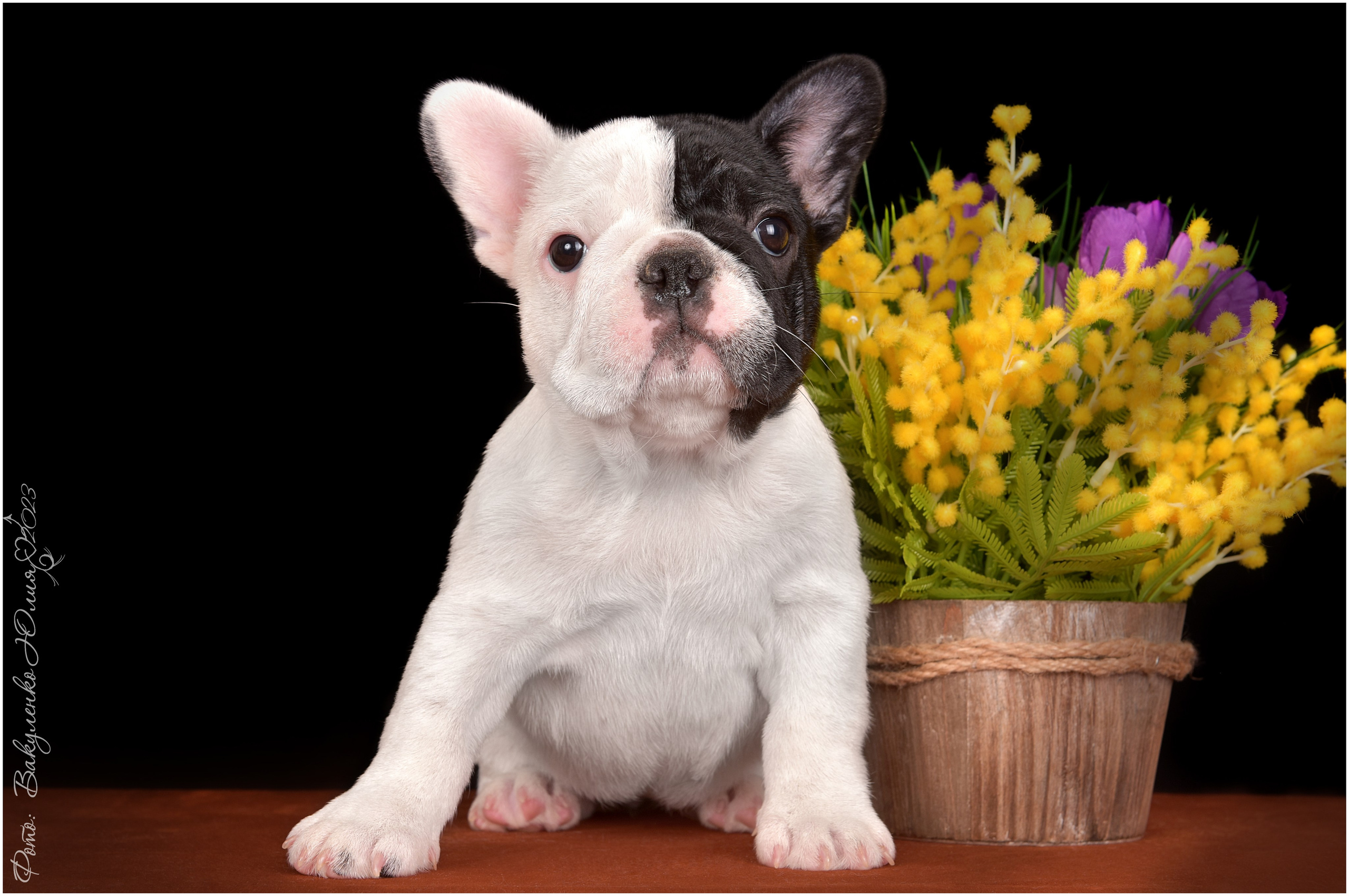 Студийная съемка. Фотограф анималист | семейный Юлия Вакуленко, г. Краснодар