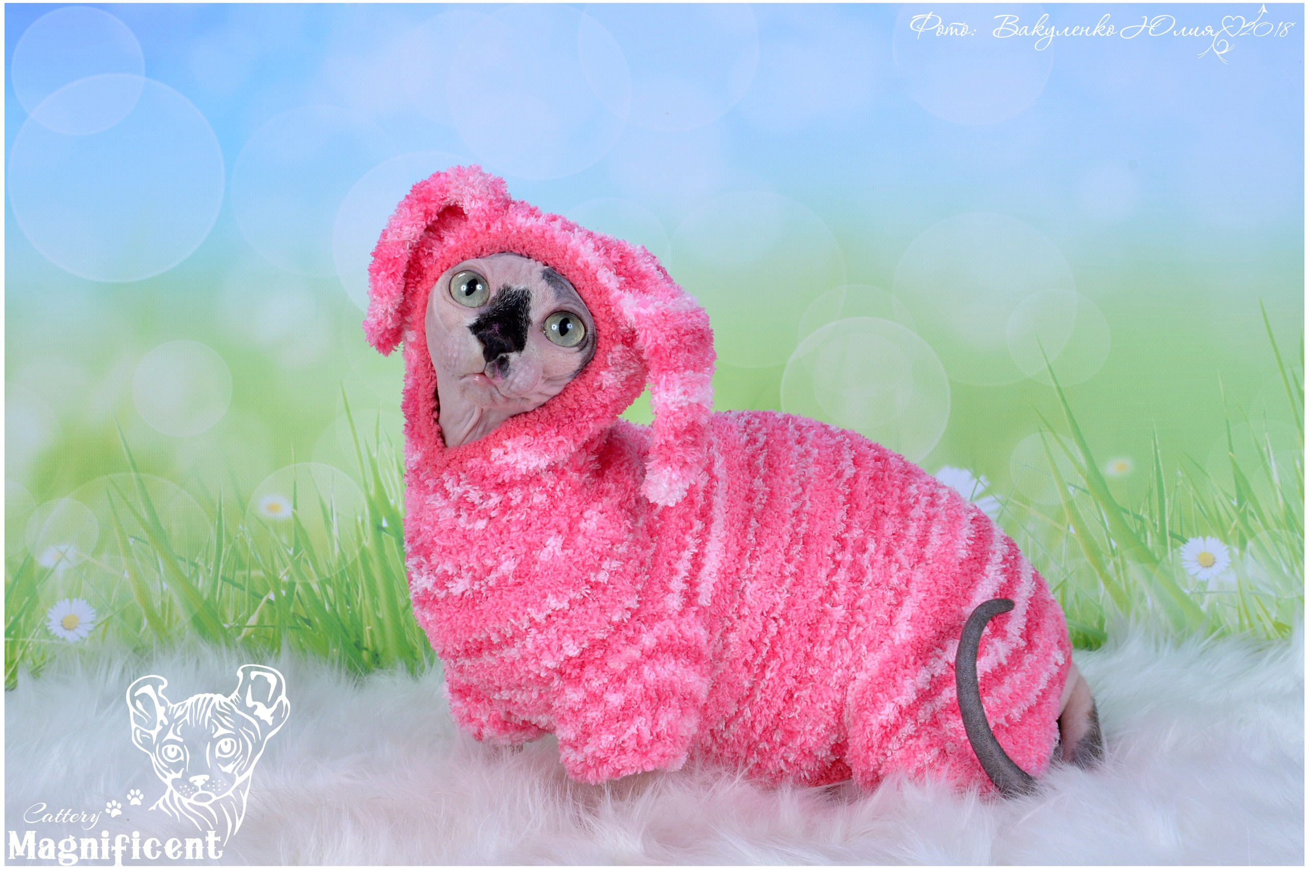 Взрослые. Фотограф анималист | семейный Юлия Вакуленко, г. Краснодар