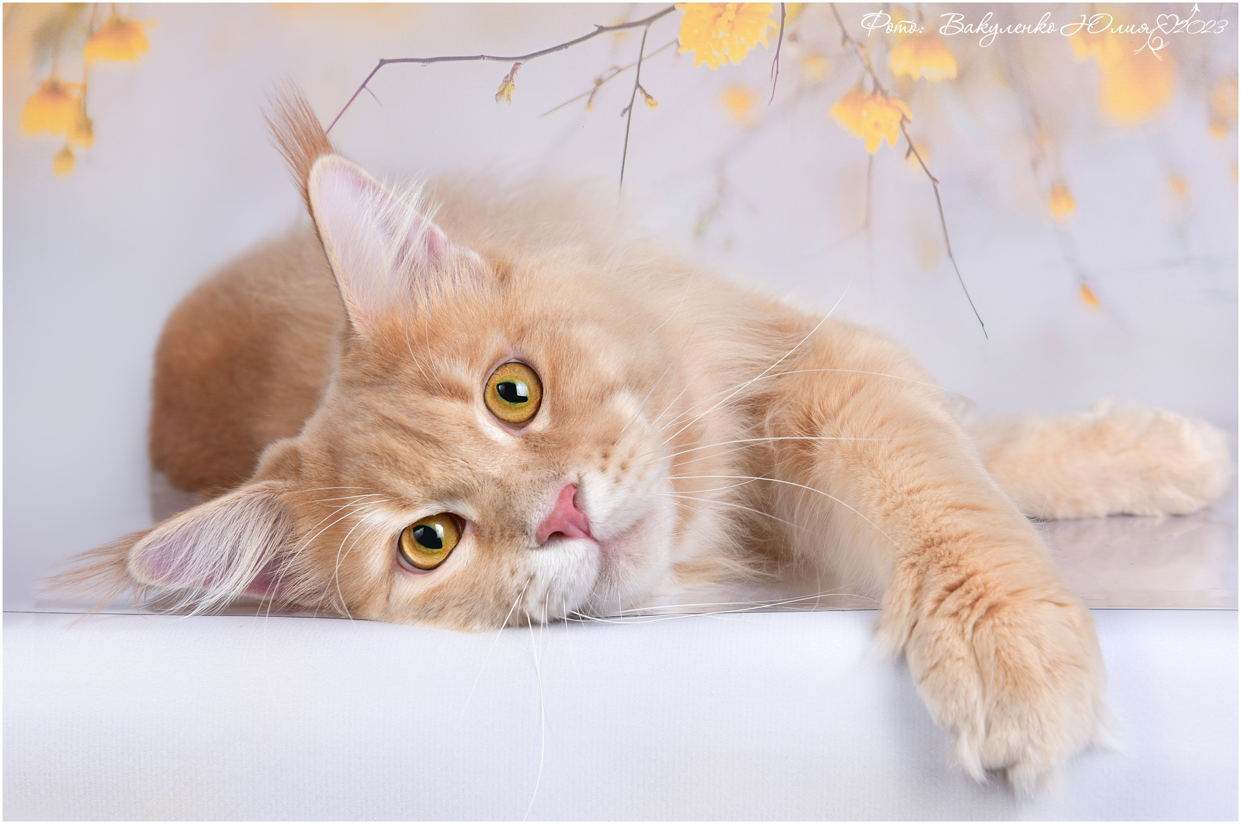 Взрослые. Фотограф анималист | семейный Юлия Вакуленко, г. Краснодар