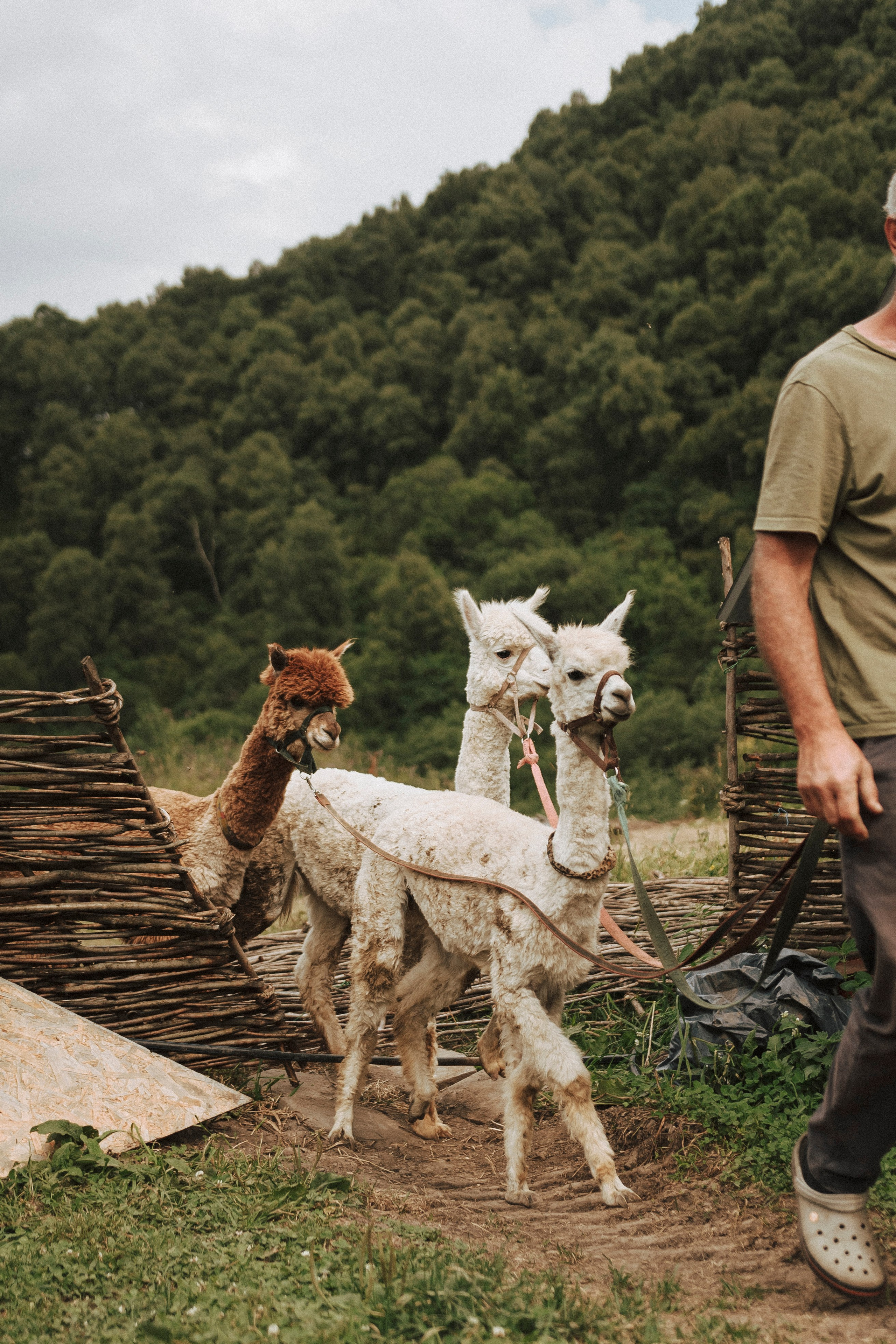 TIGRAN & VICTORIA | KISLOVODSK. Фотограф Настя Конник | Пятигорск | Эльбрус | Домбай | Архыз