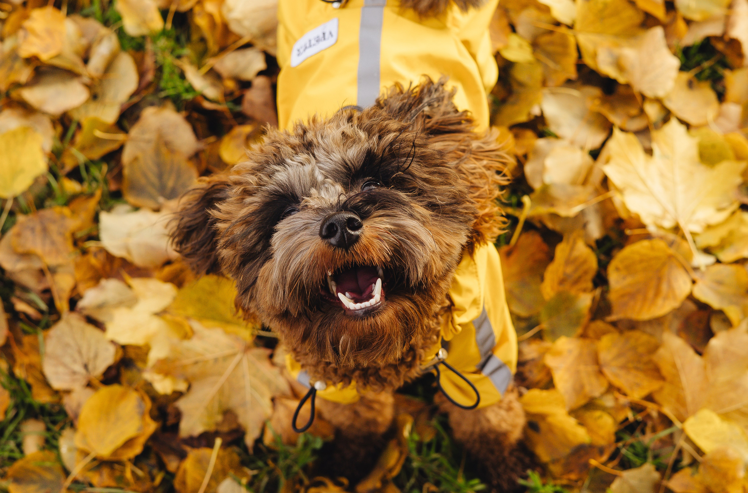 Летающих собачек видели? Я с одной знакома))