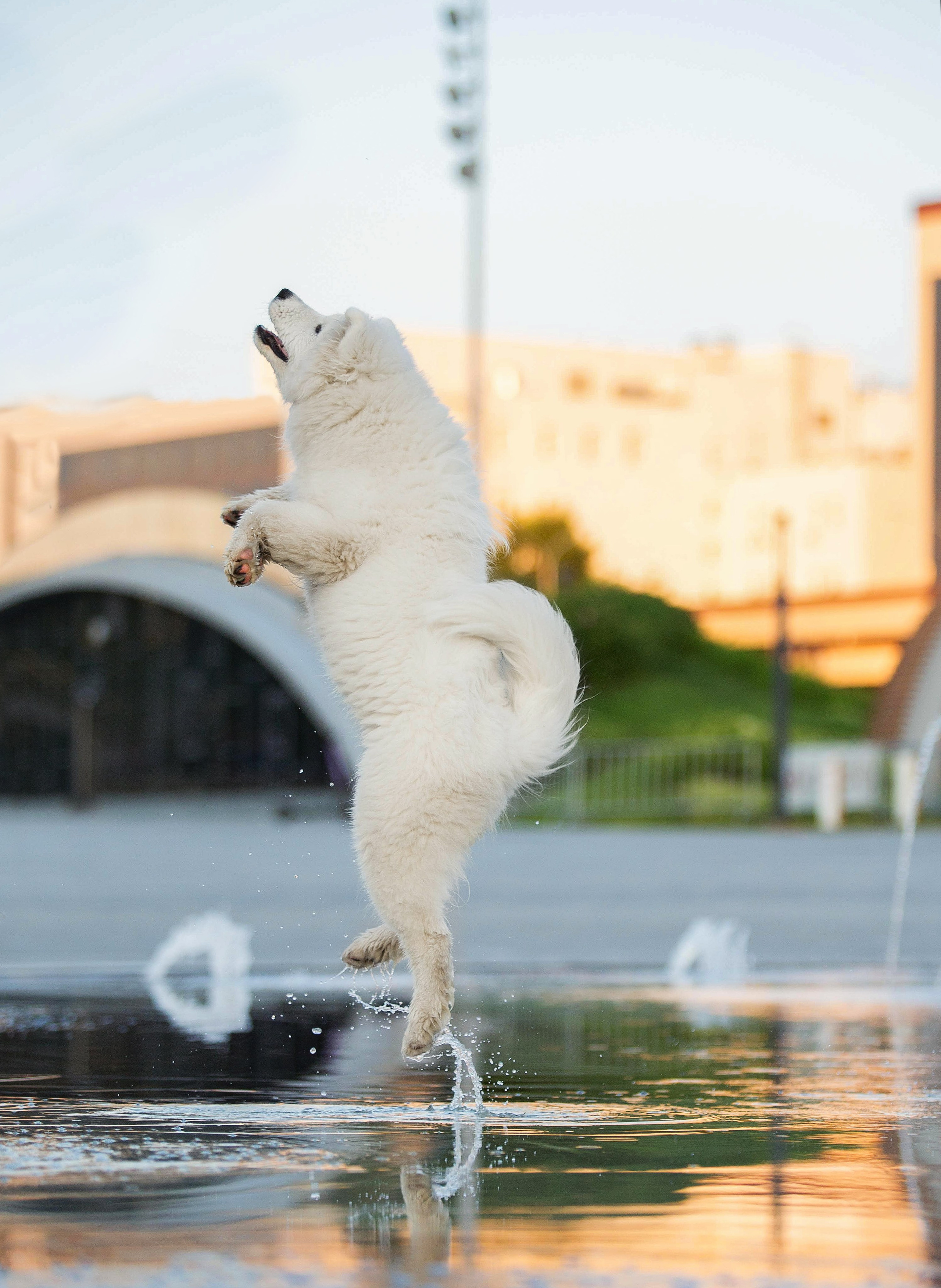 Анастасия, Евгений и самоед Ройс. Https://moshkovaphoto.ru/