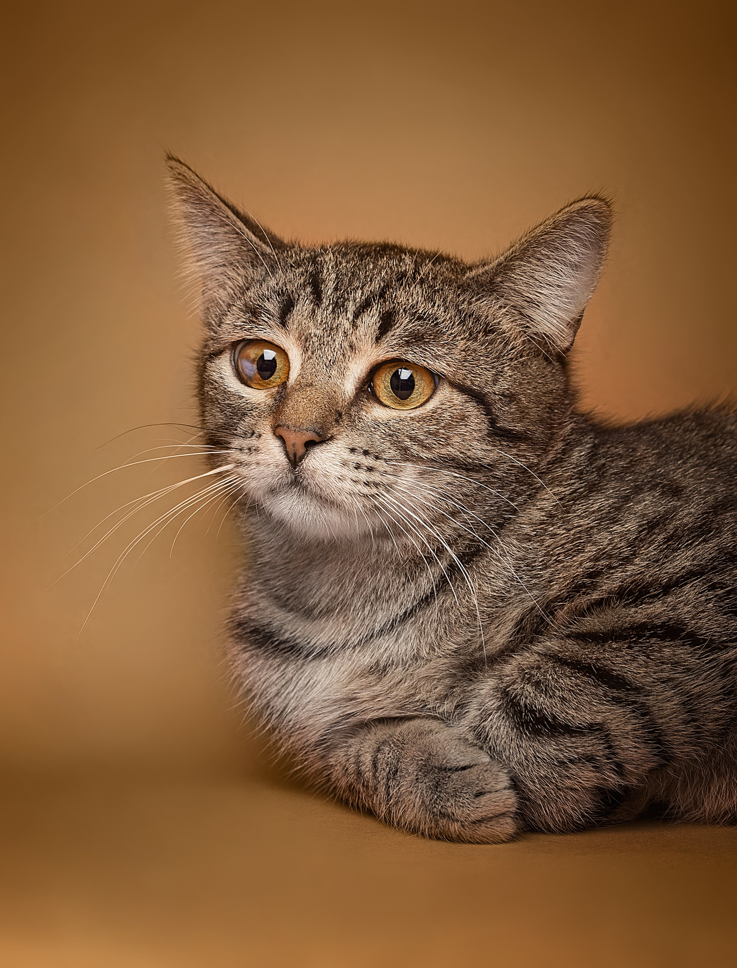 Коты. Фотограф Демид Никитин. г. Дубна, Москва