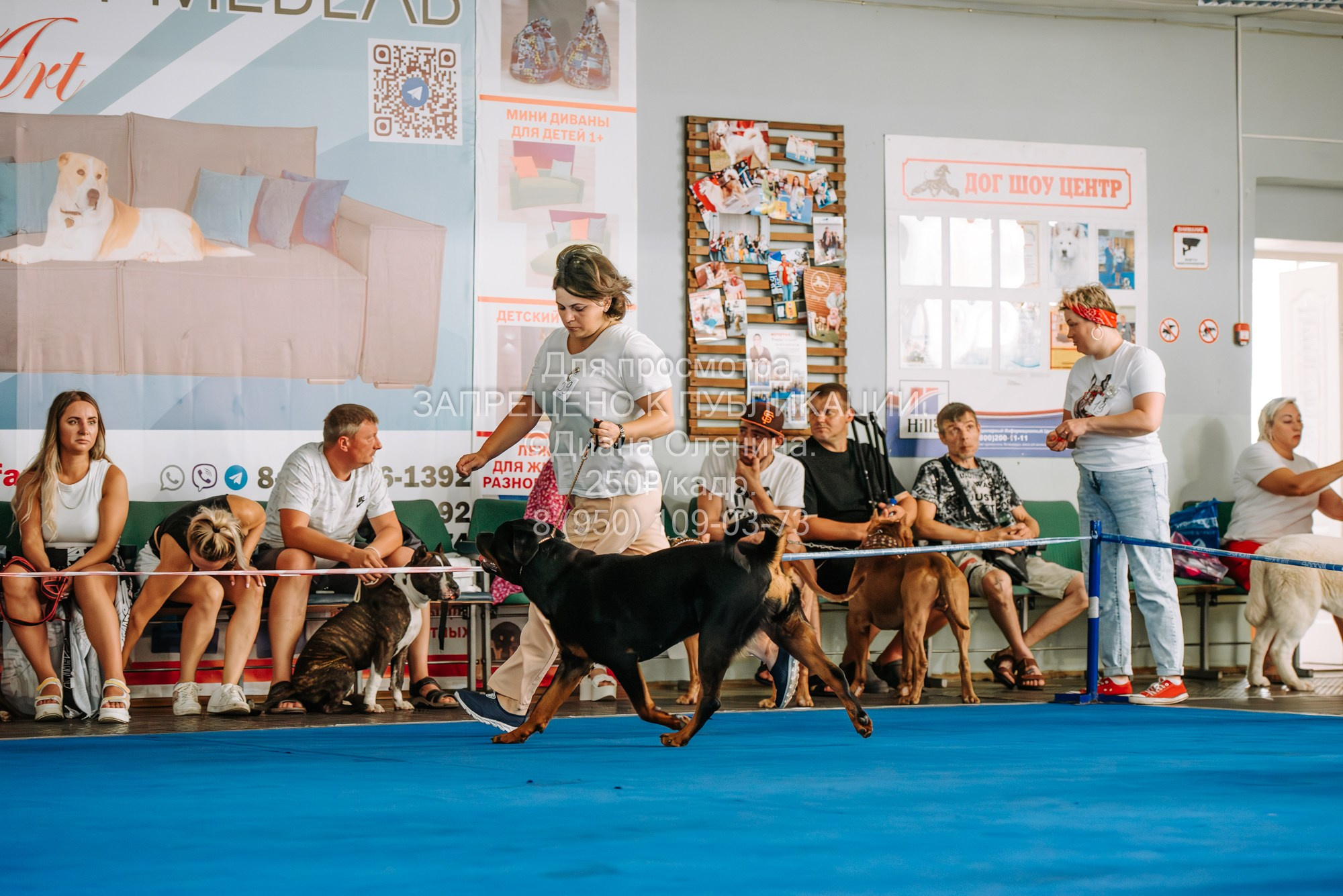 Национальная выставка собак всех пород ранга САС-IKU «Кубок Красноярск. Фотограф Диана Оленина Красноярск / Братск