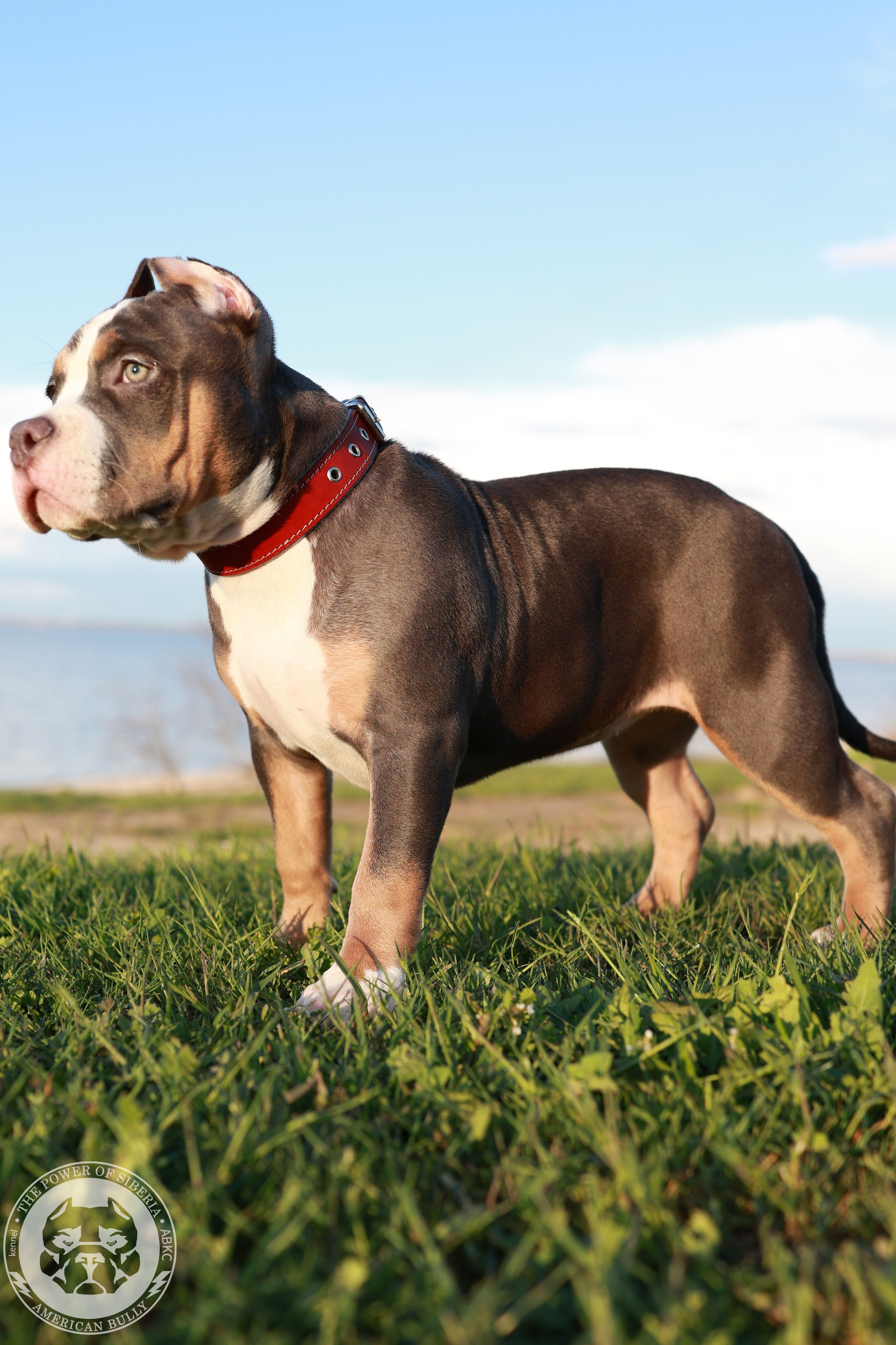 Свободные щенки Американский Булли, в типах покет, классик, стандарт. Американский Булли в г. Ростов-на-Дону. Питомник THE POWER OF SIBERIA