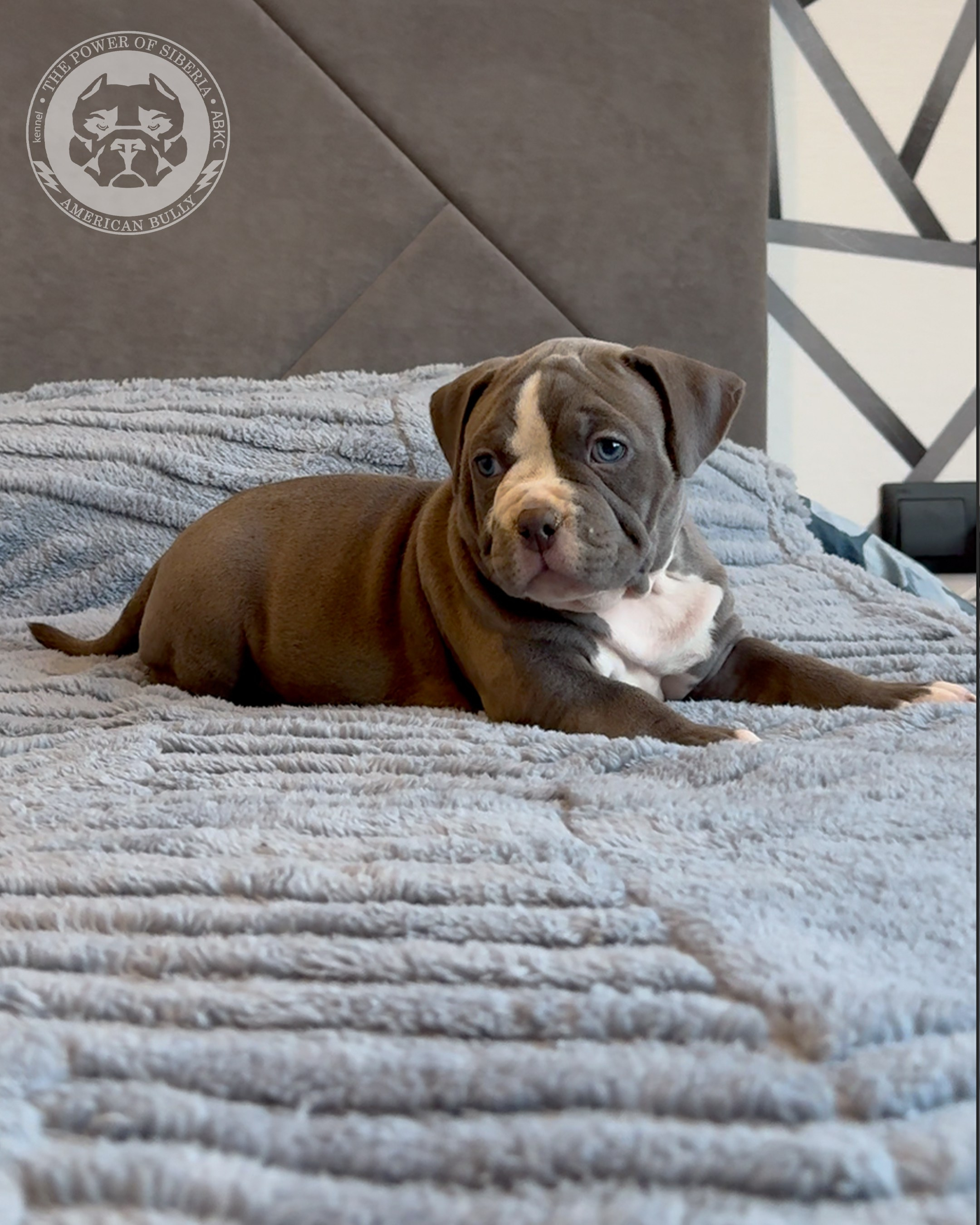 Свободные щенки Американский Булли, в типах покет, классик, стандарт. Американский Булли в г. Ростов-на-Дону. Питомник THE POWER OF SIBERIA