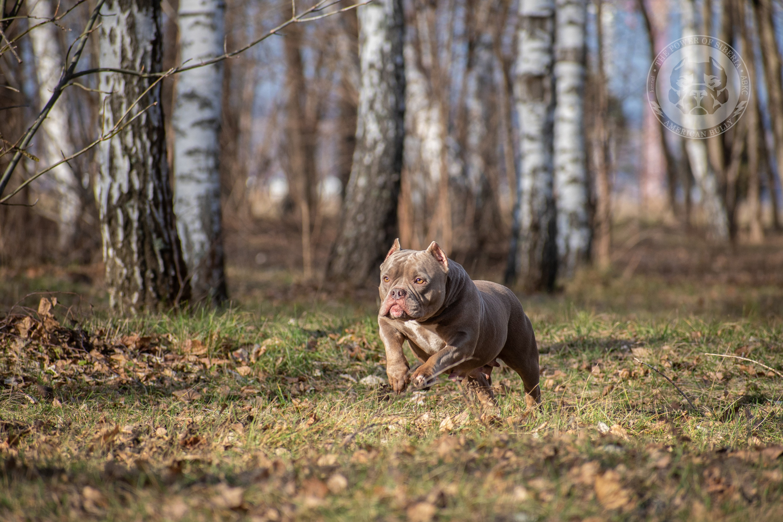 официальный питомник American Bully в Кургане
