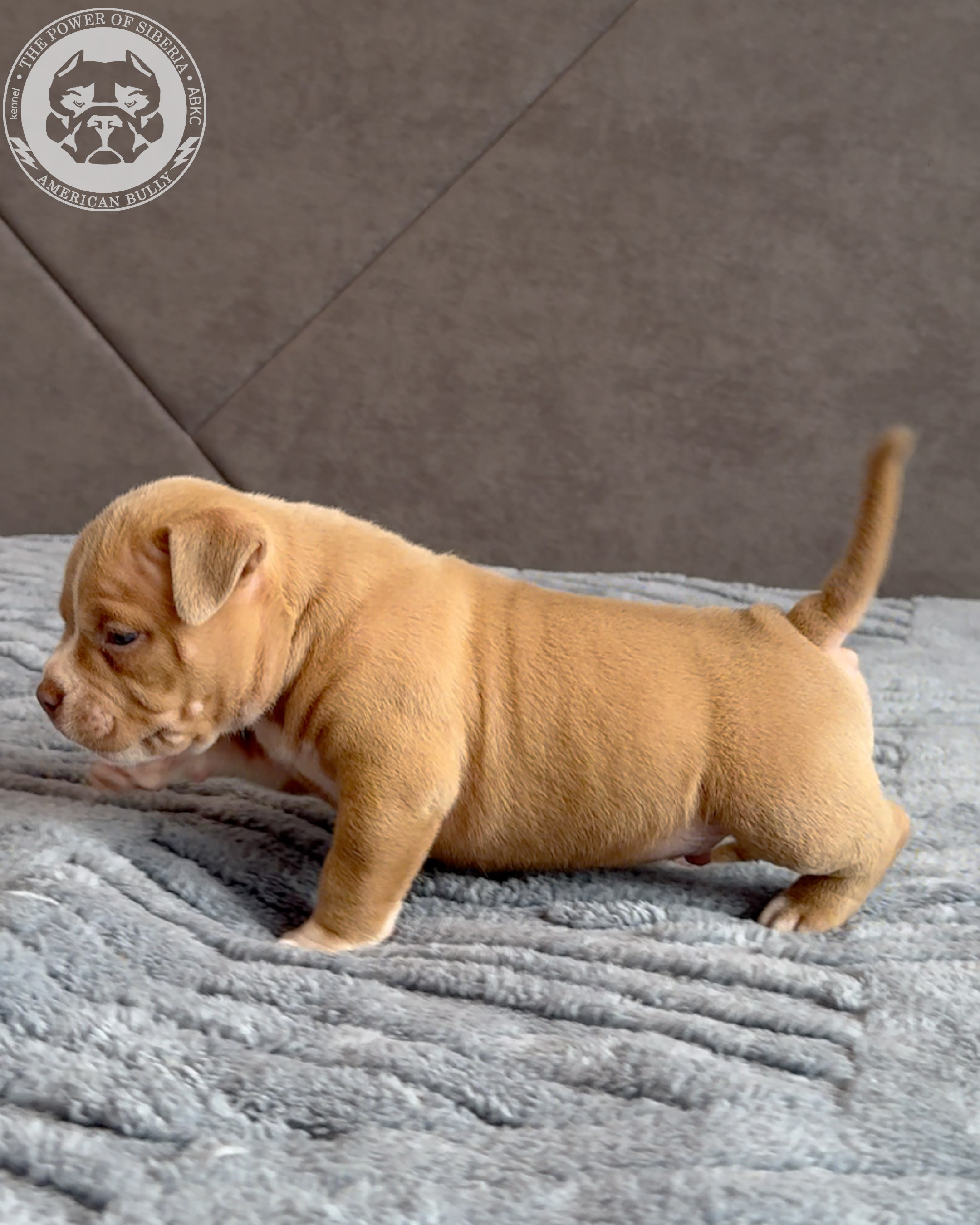Свободные щенки Американский Булли, в типах покет, классик, стандарт. Американский Булли в г. Ростов-на-Дону. Питомник THE POWER OF SIBERIA