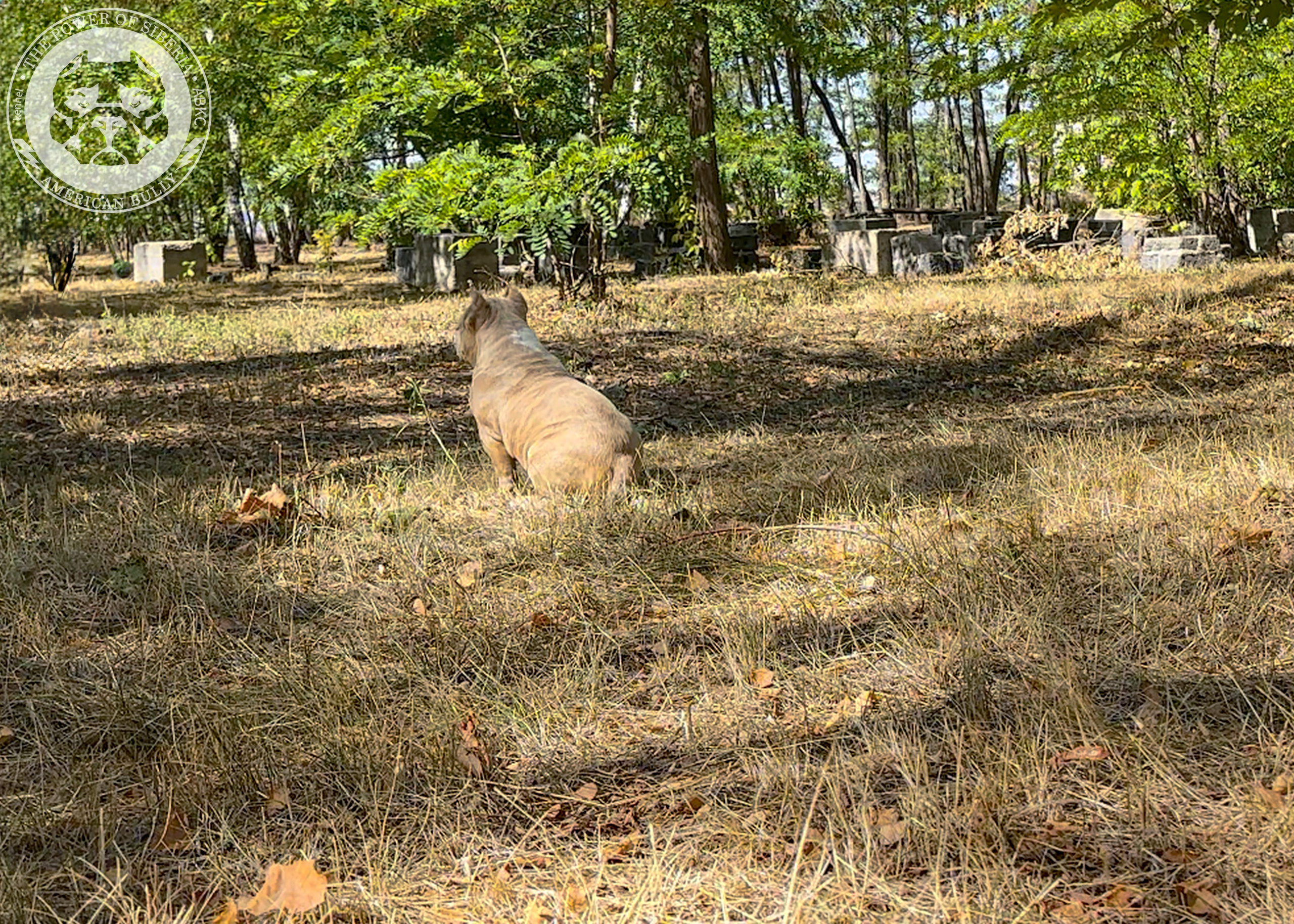 Помет Каспер и Тагира. 21.04.25. Американский Булли в г. Ростов-на-Дону. Питомник THE POWER OF SIBERIA